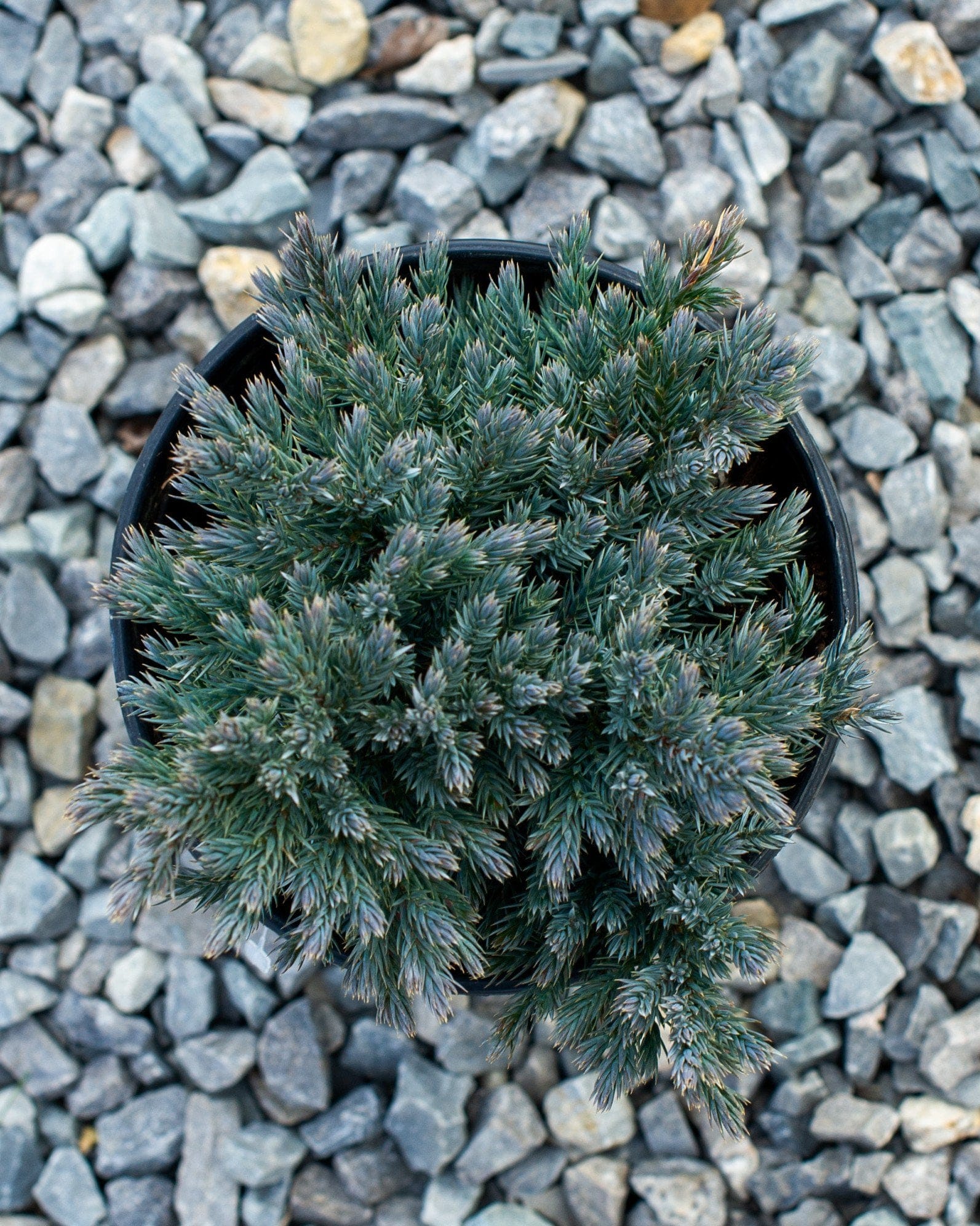 Blue Star Juniper - view 3