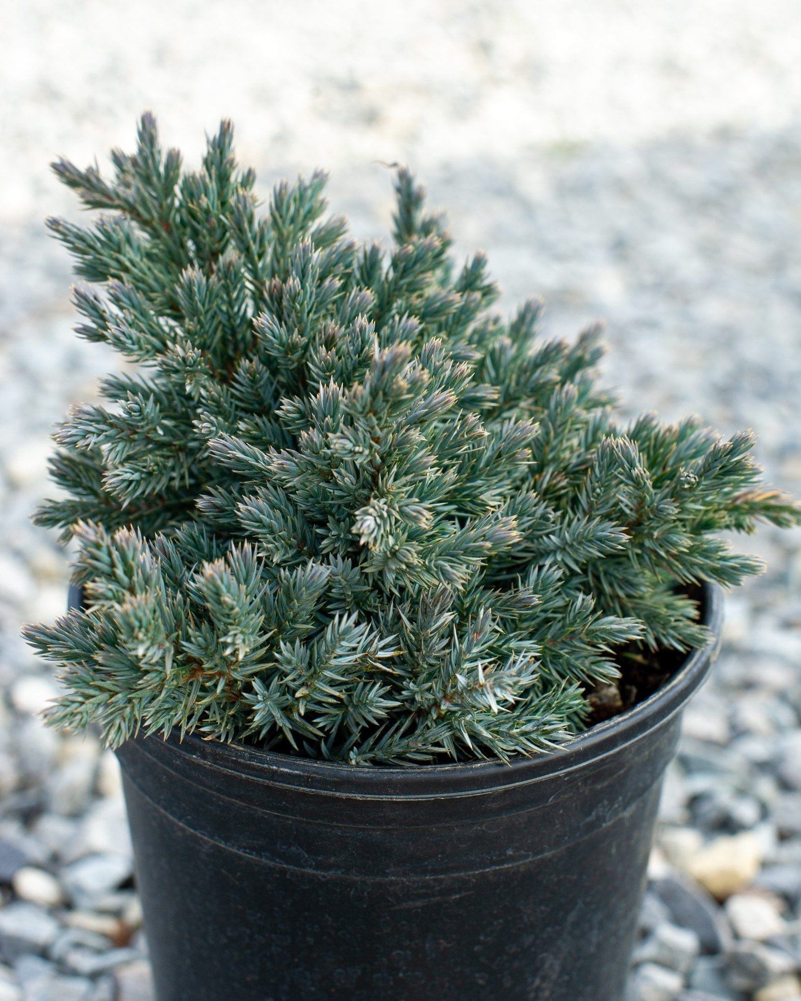 Blue Star Juniper - view 4