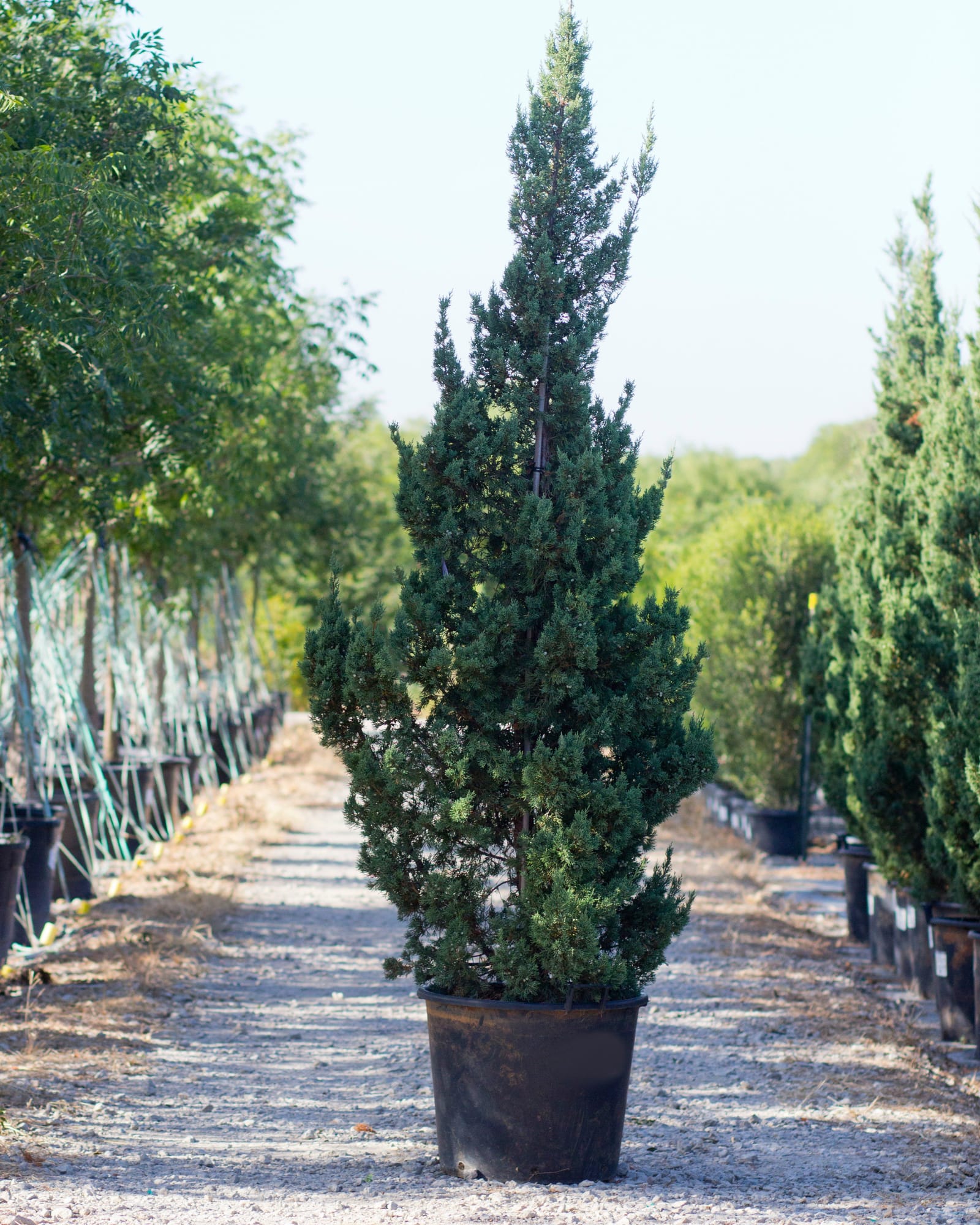 Trautman Juniper