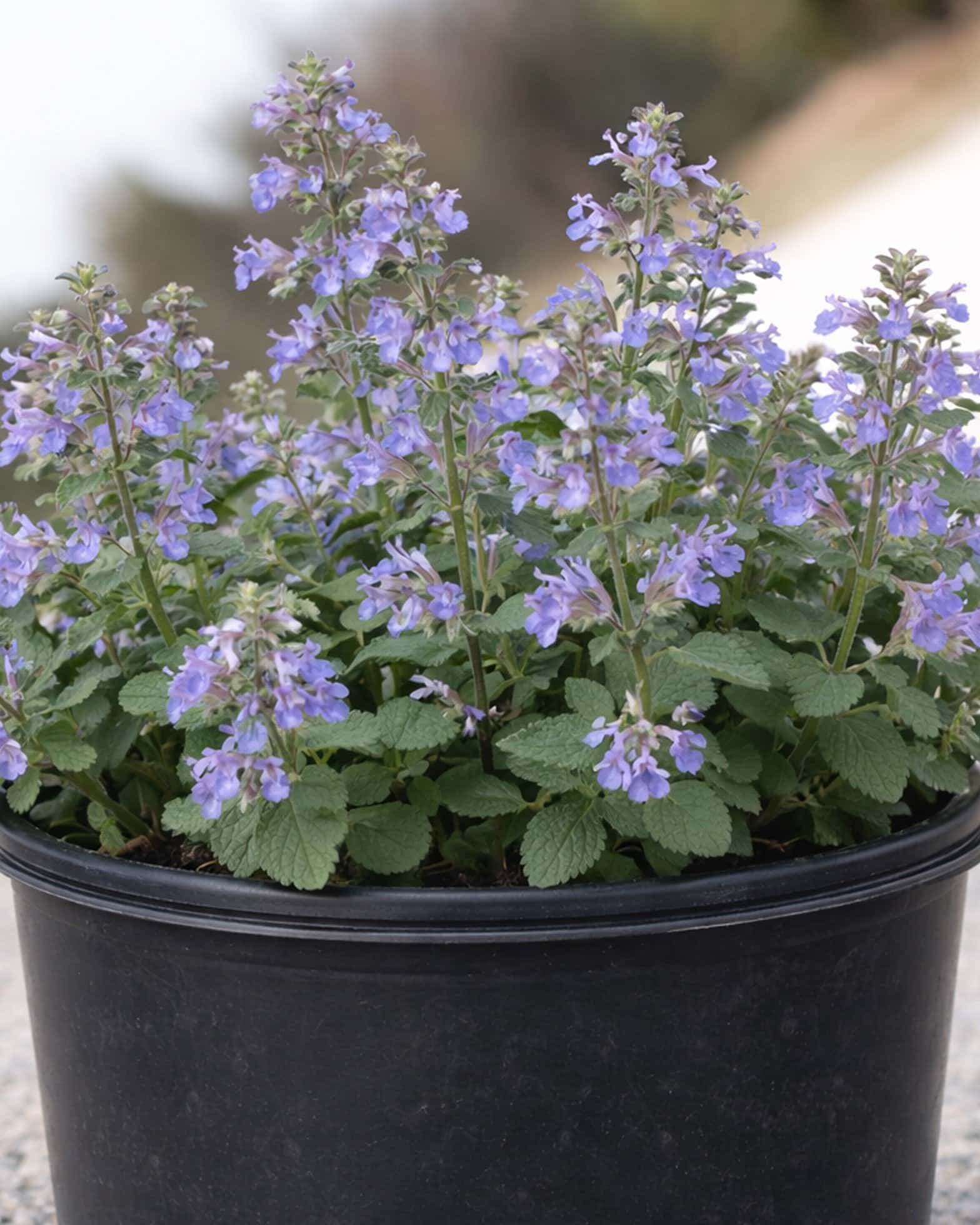 Blue Wonder Catmint - Main Image