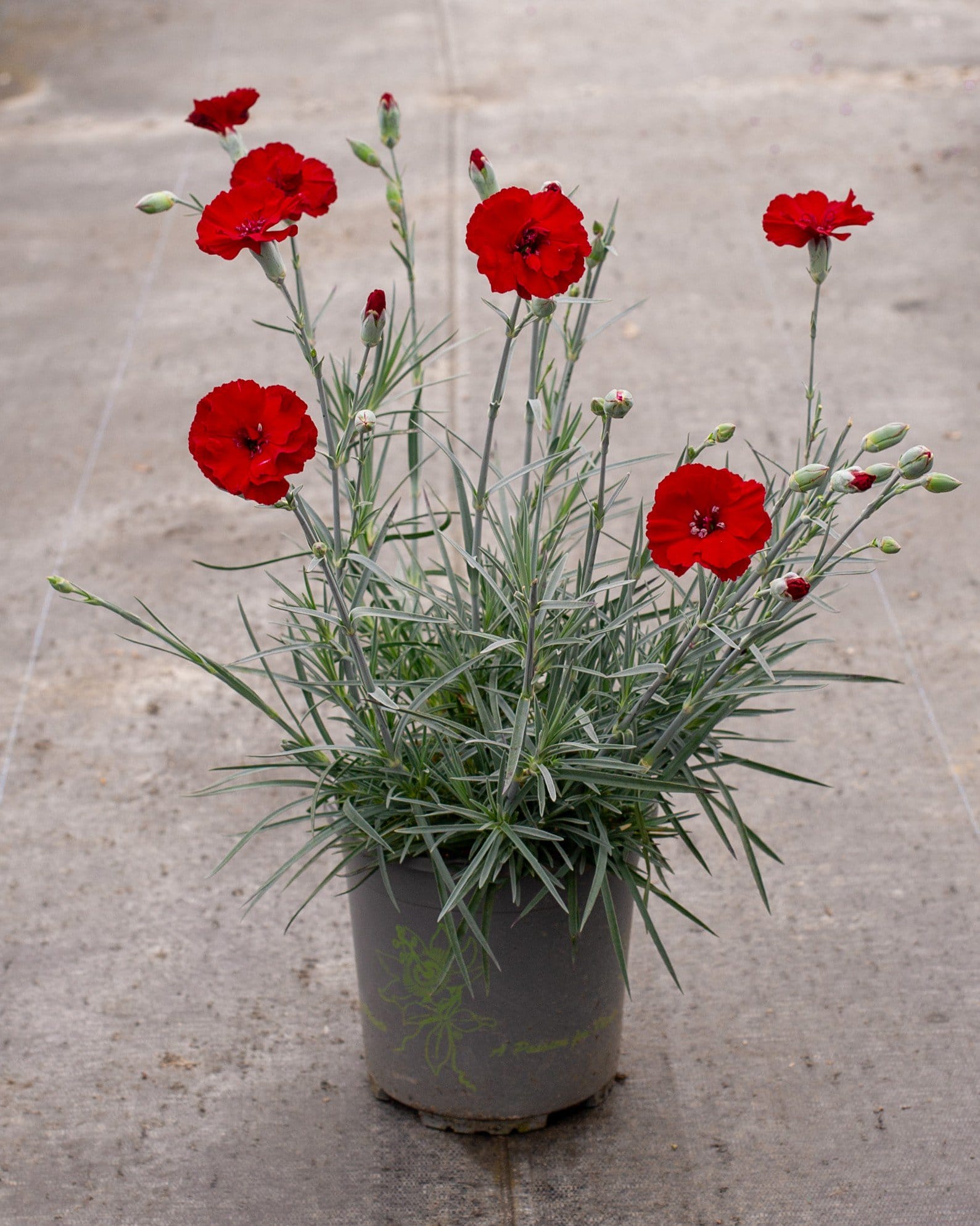 American Pie Cherry Pie Dianthus - view 5