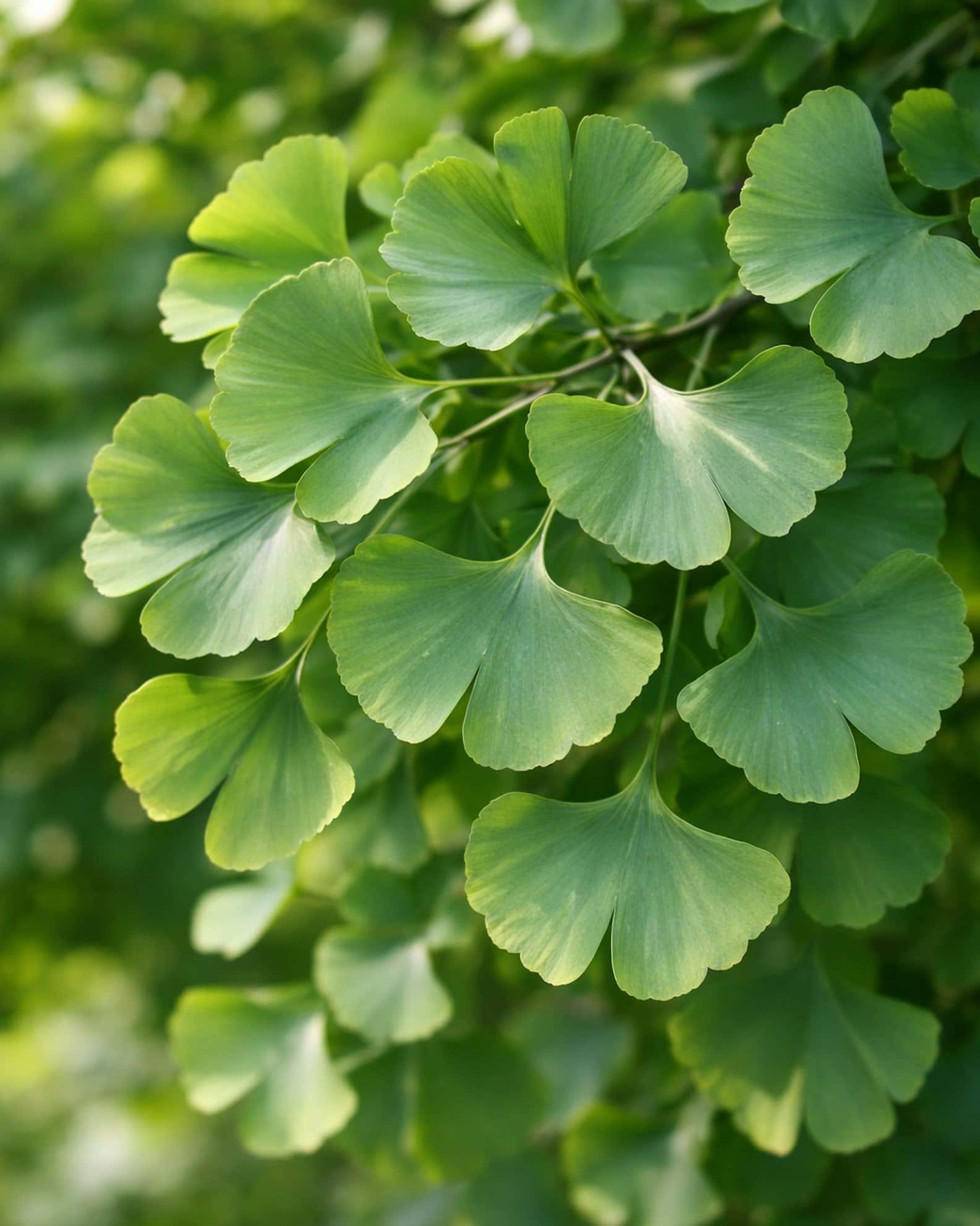 Spring Grove Ginkgo - Main Image
