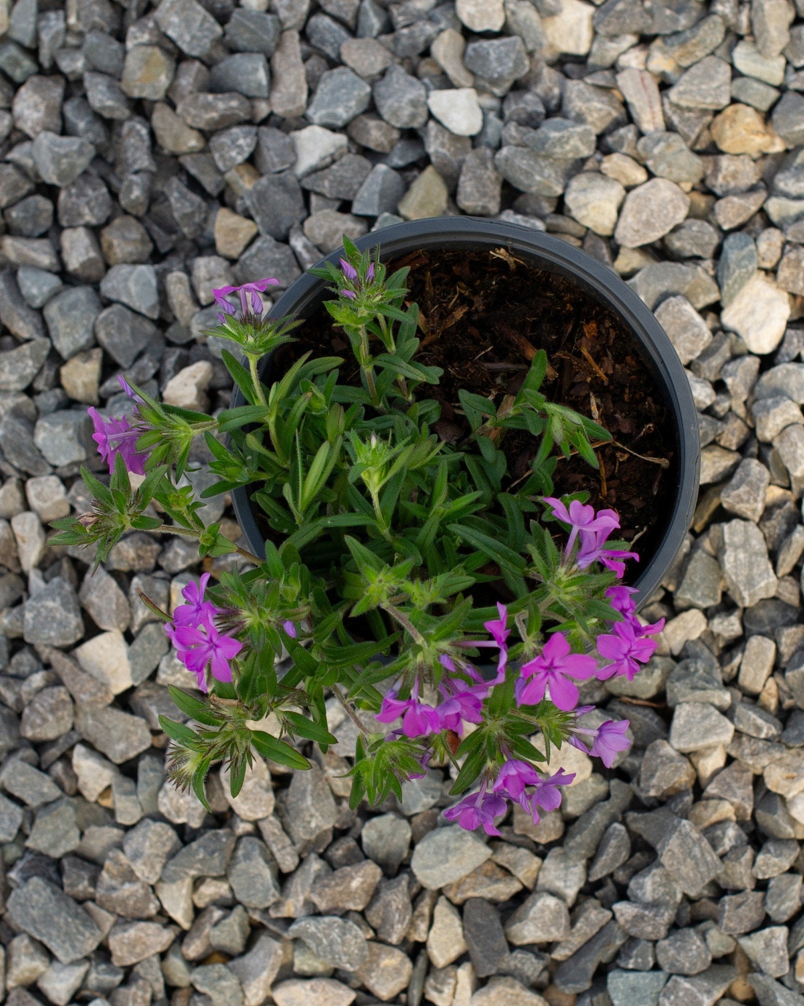 Candy Cloud Dark Pink Phlox - Image 1