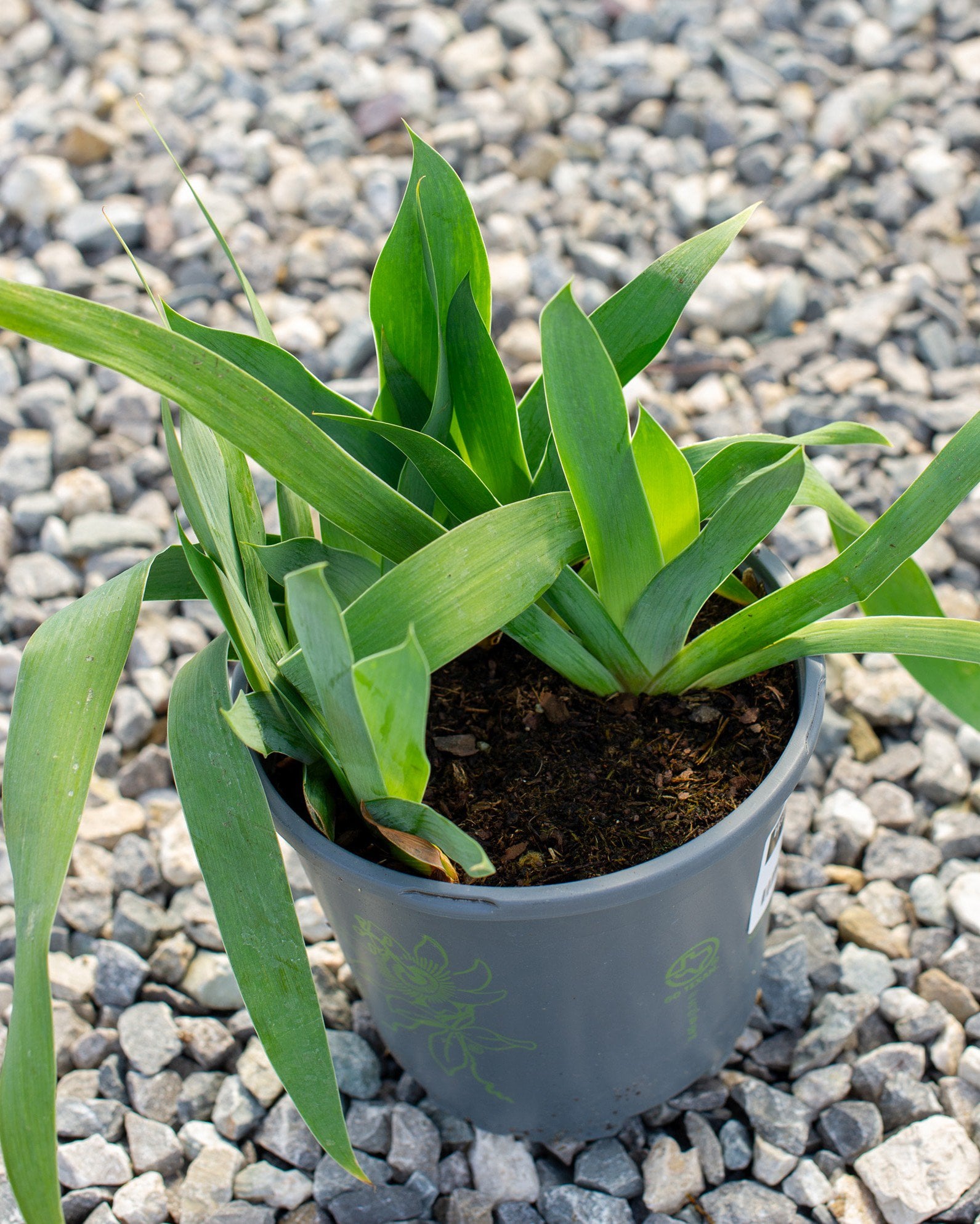 Harvest of Memories Iris - Image 1