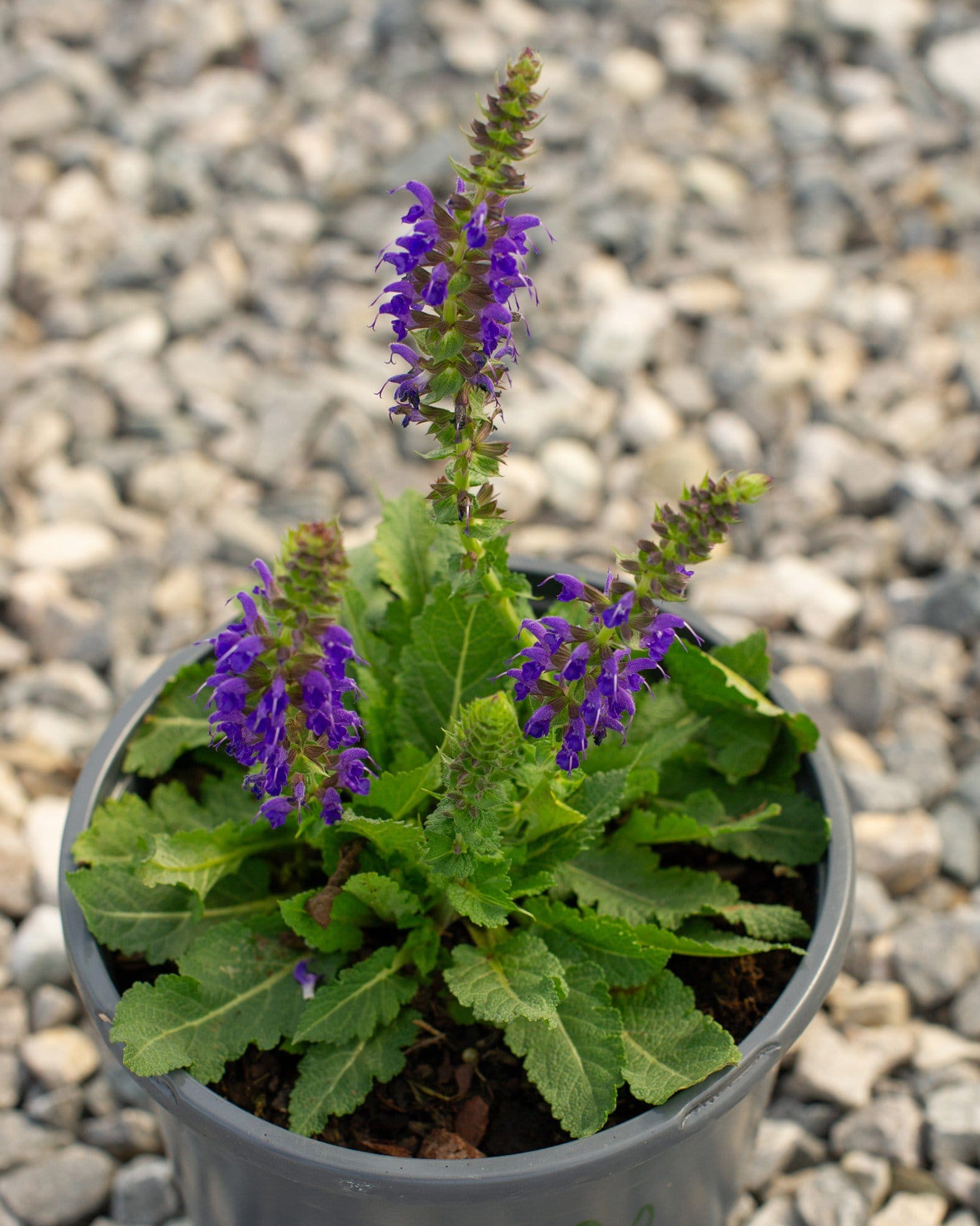 Sallyrosa April Night Salvia - view 2