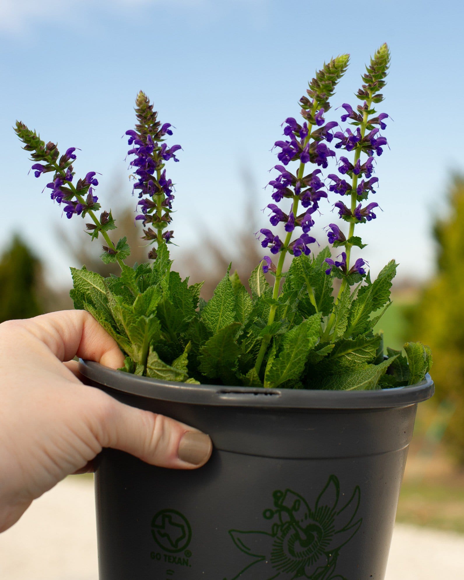 Sallyrosa April Night Salvia - view 5