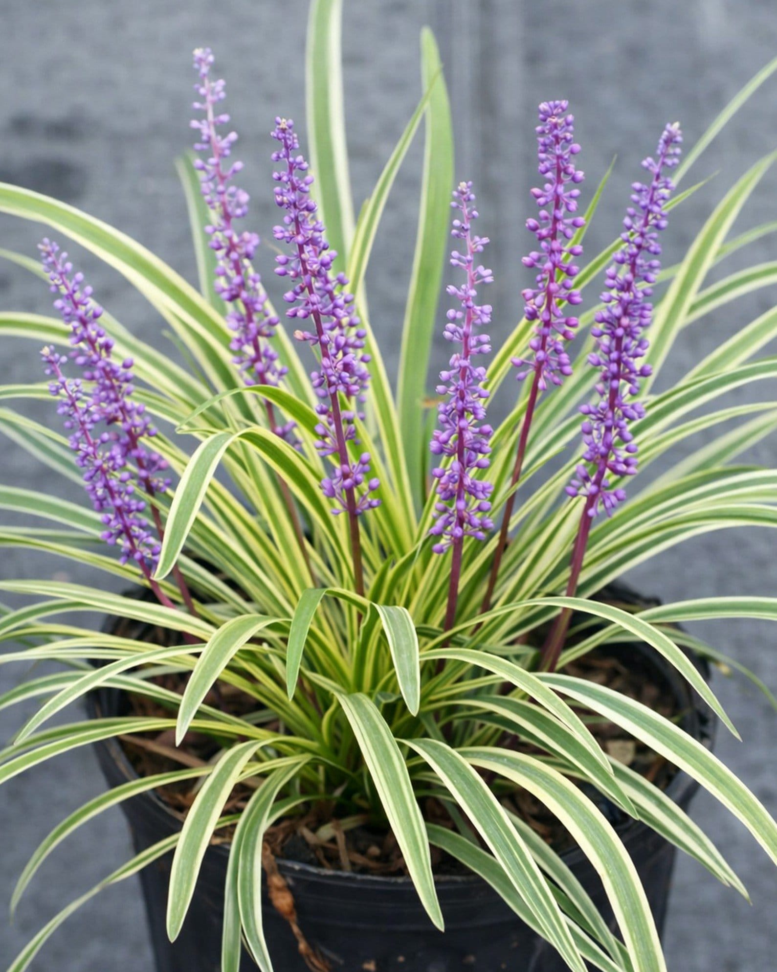 Variegated Liriope