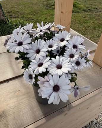 Compact White African Daisy - Main Image