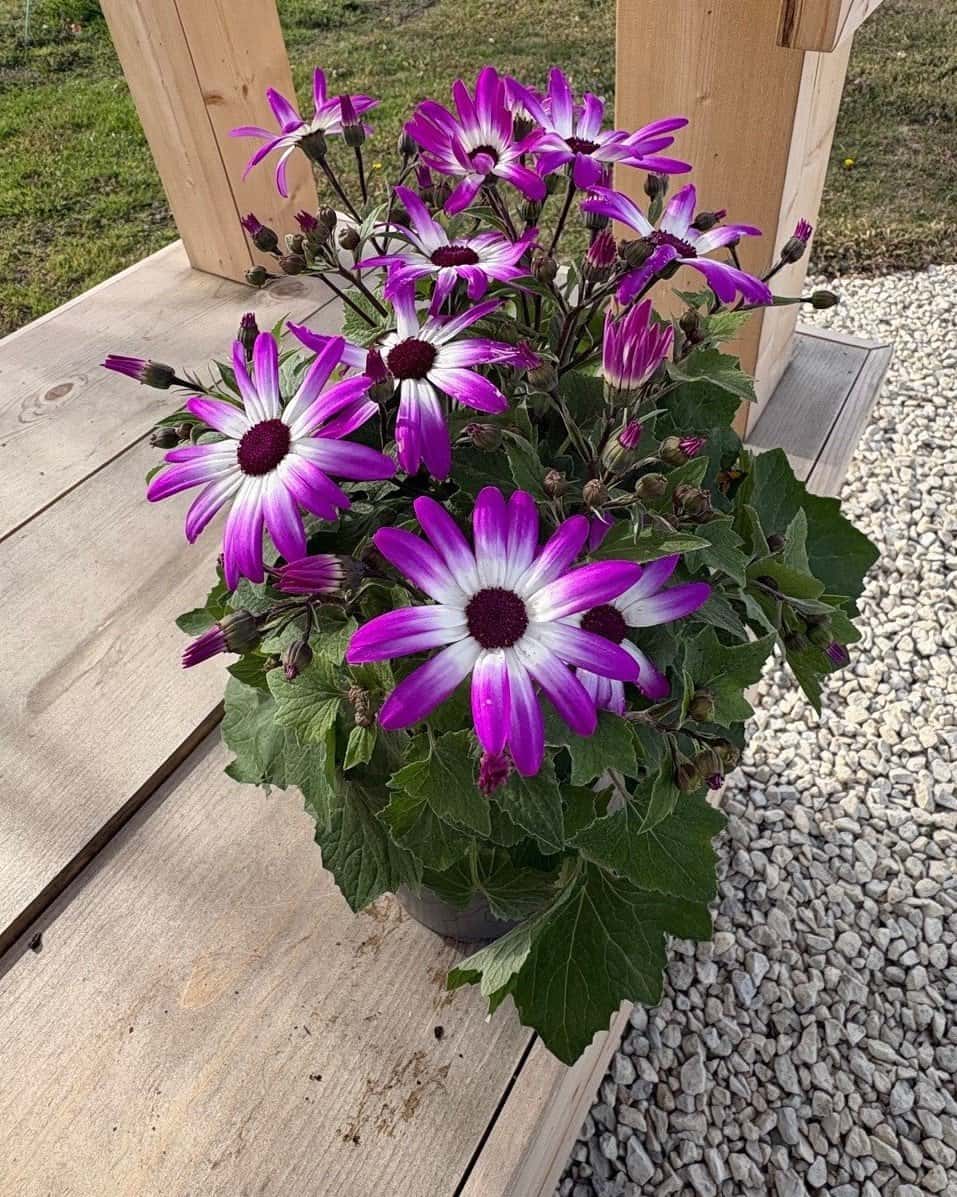 Senetti Magenta Bicolor Pericallis - Main Image