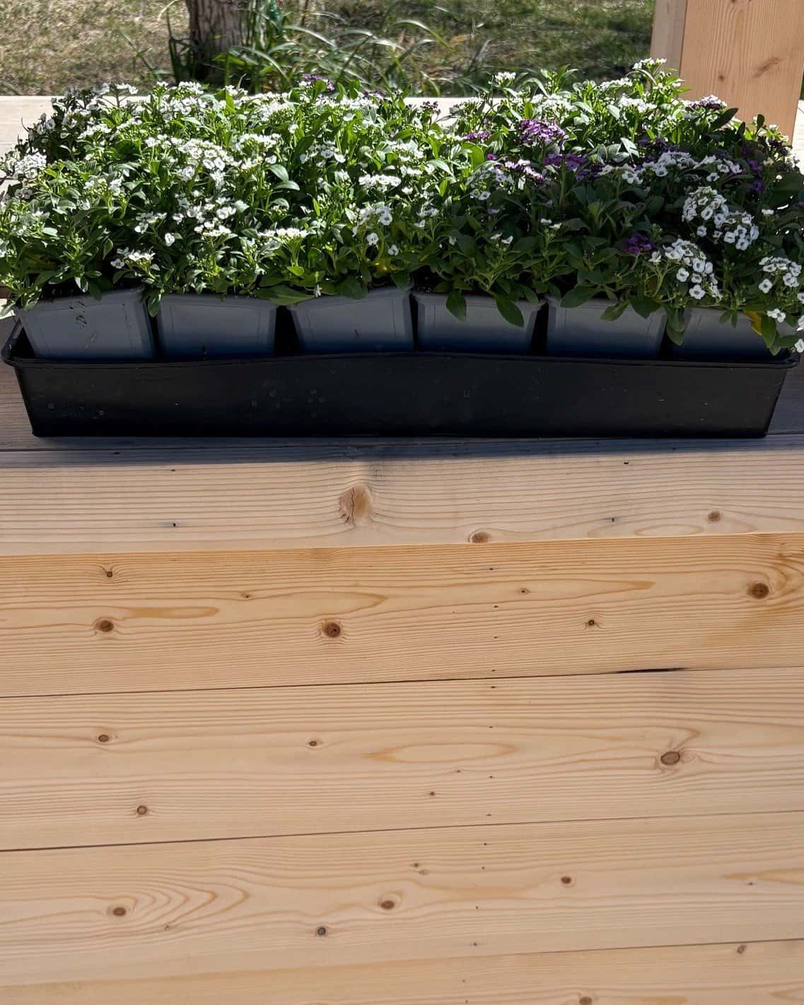 Clear Crystal Mix Alyssum - Main Image