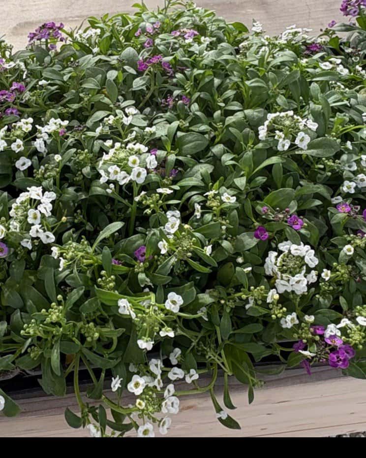 Clear Crystal Mix Alyssum - Image 1