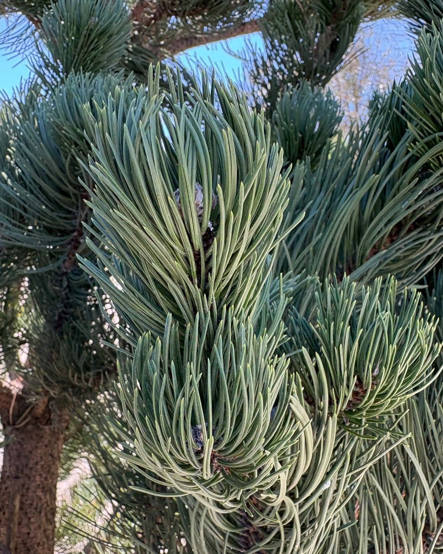 Austrian Pine Oregon Green - Image 1