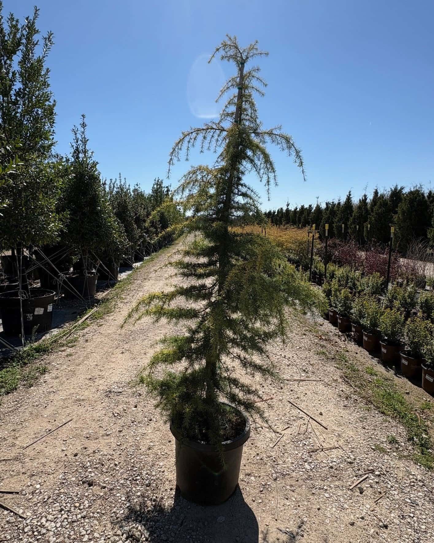 Golden Atlas Cedar - Main Image