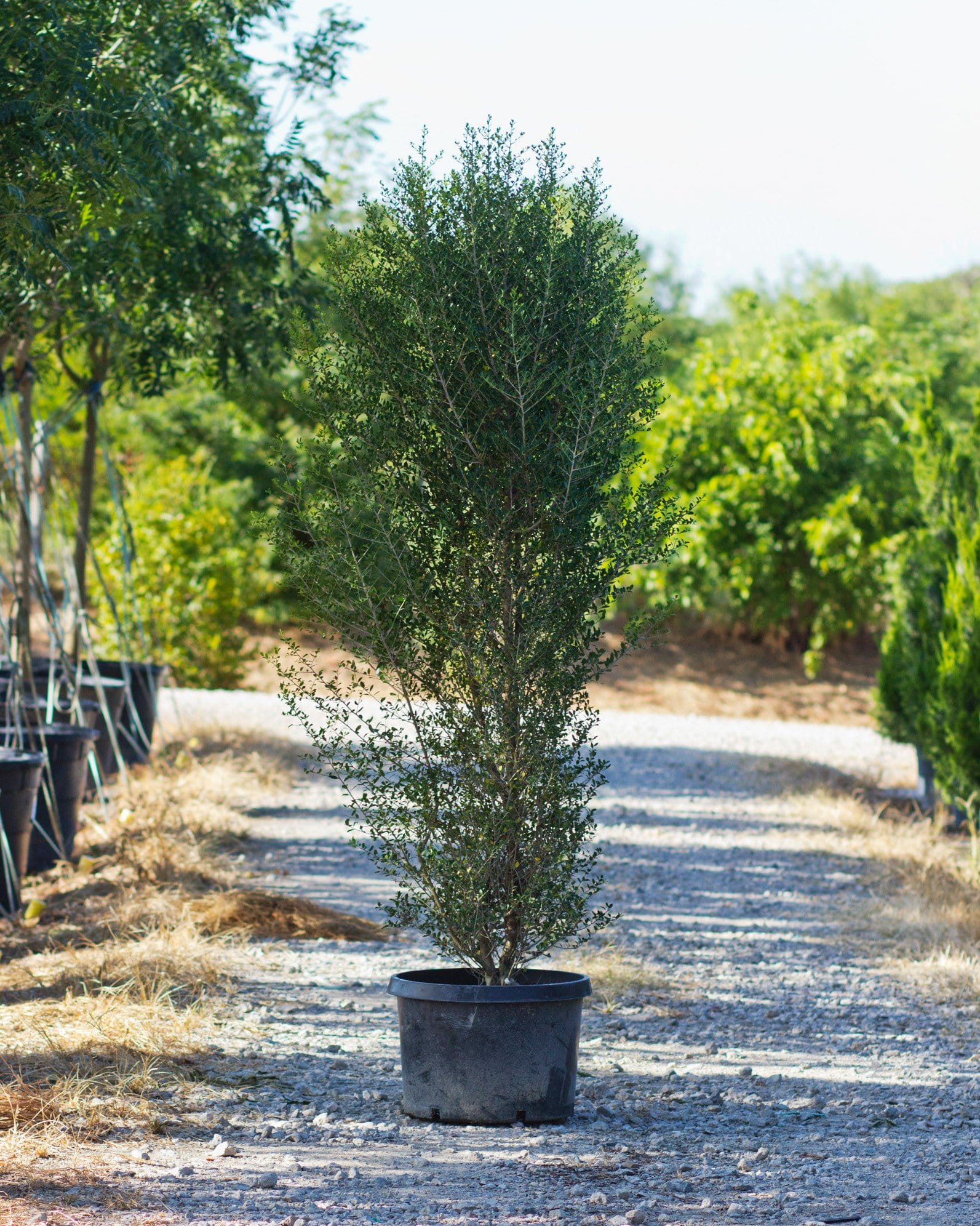 Yaupon Holly Skyward