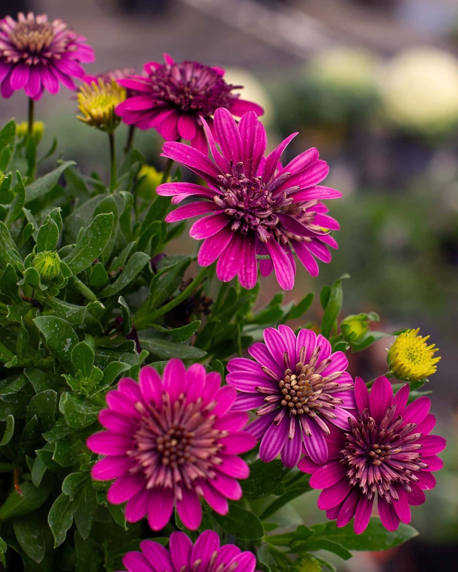 4D Purple African Daisy - Image 5