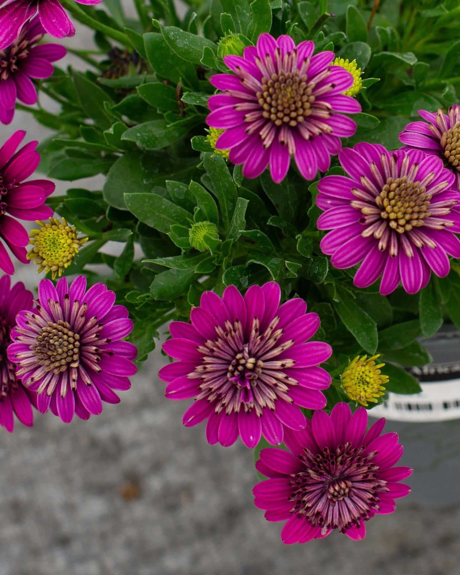 4D Purple African Daisy - Image 6