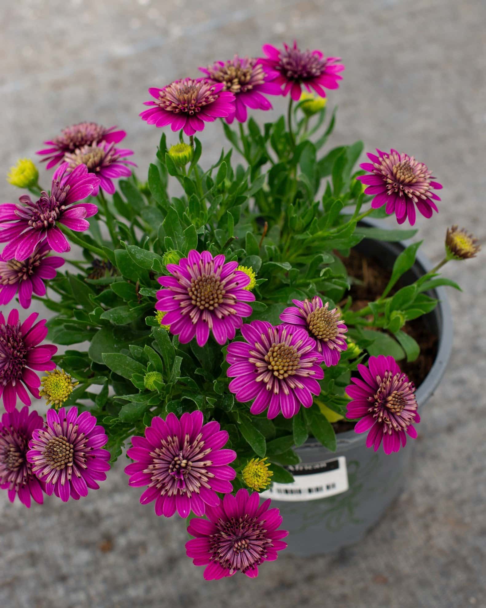 4D Purple African Daisy - Image 7