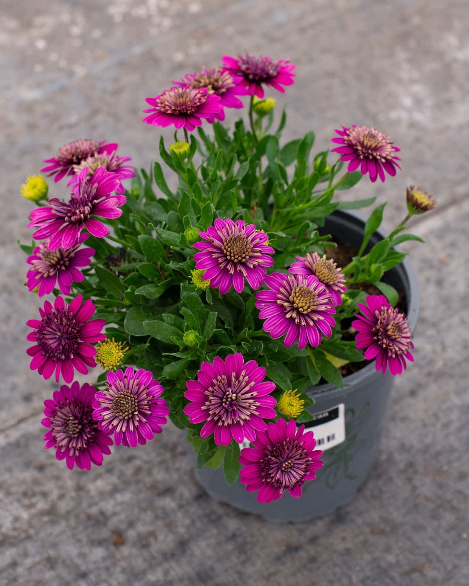 4D Purple African Daisy - Image 2