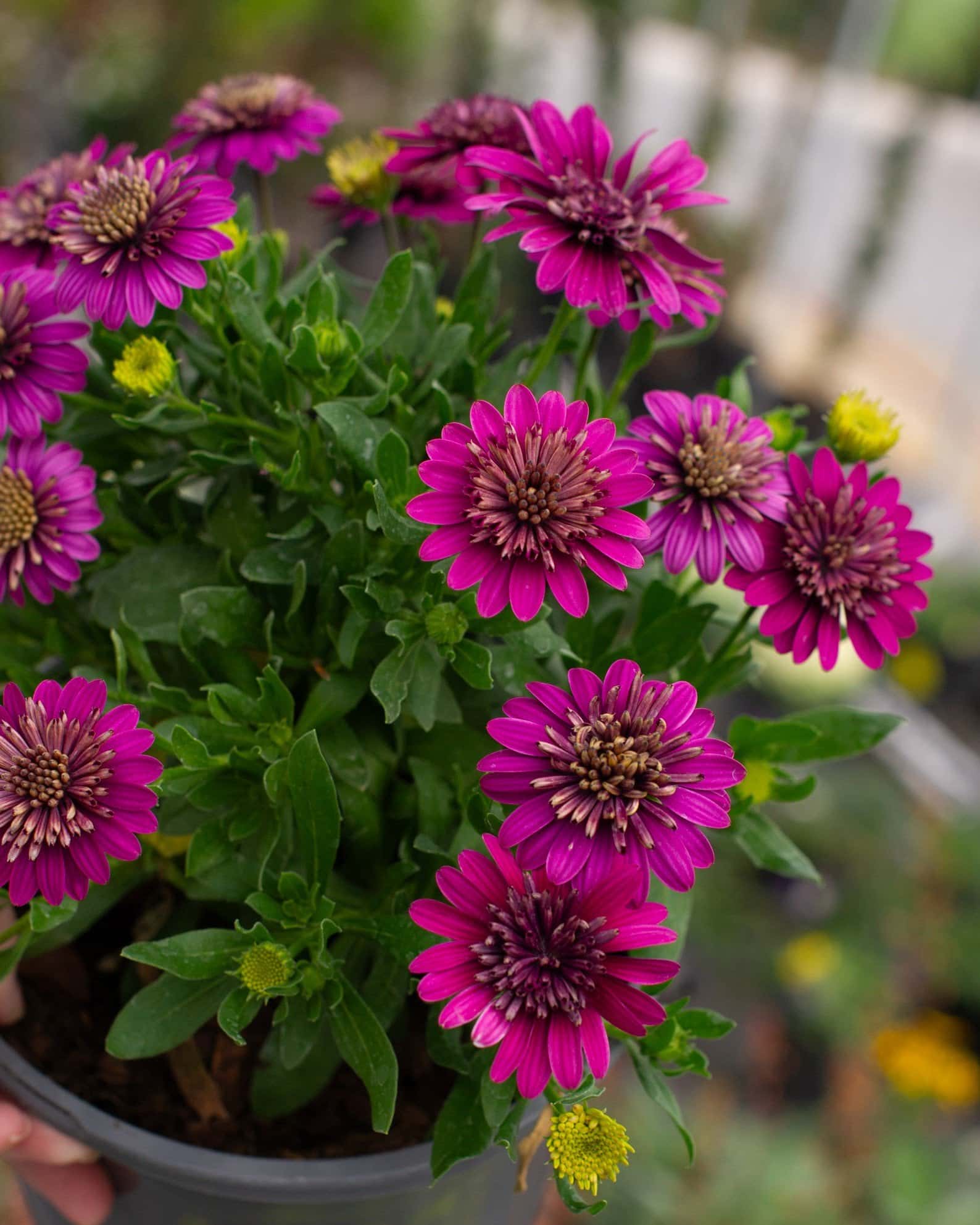 4D Purple African Daisy - Image 3