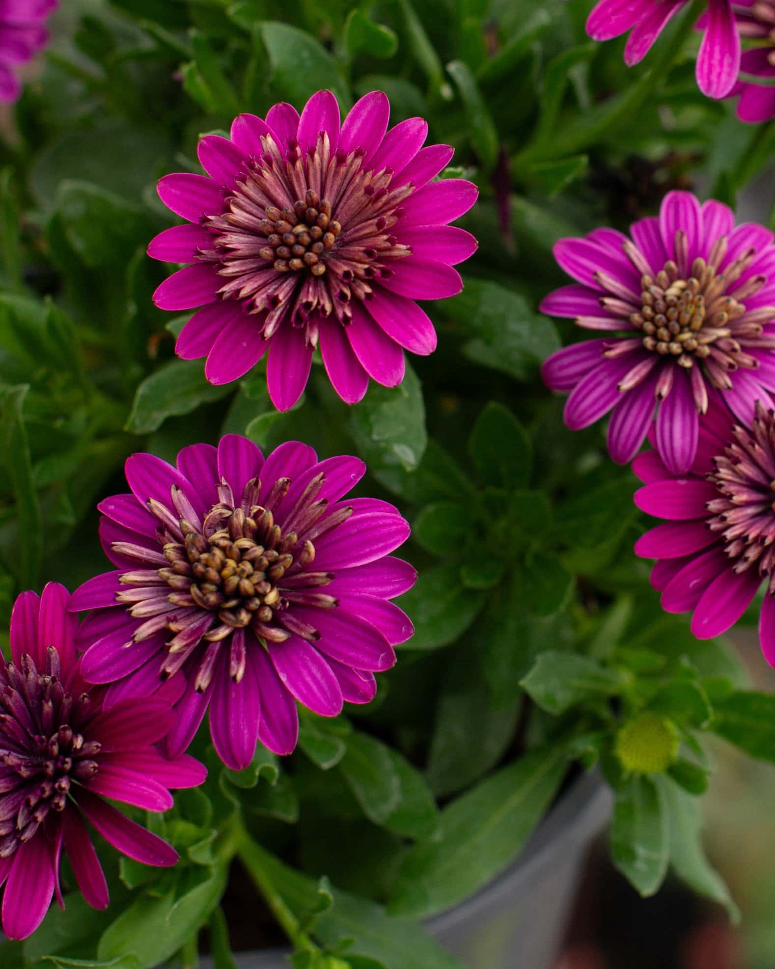 4D Purple African Daisy - Image 4