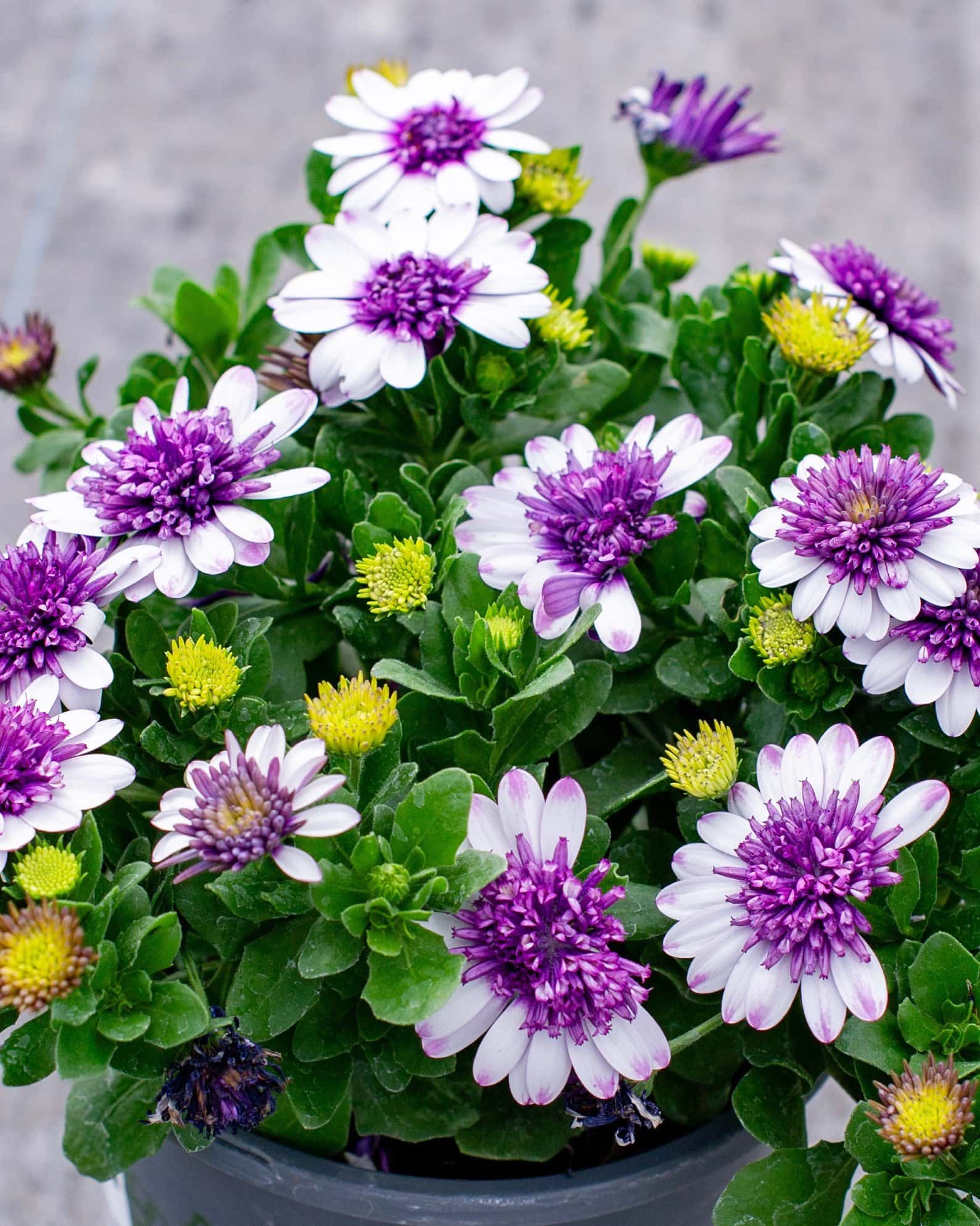 4D Violet Ice African Daisy - Main Image