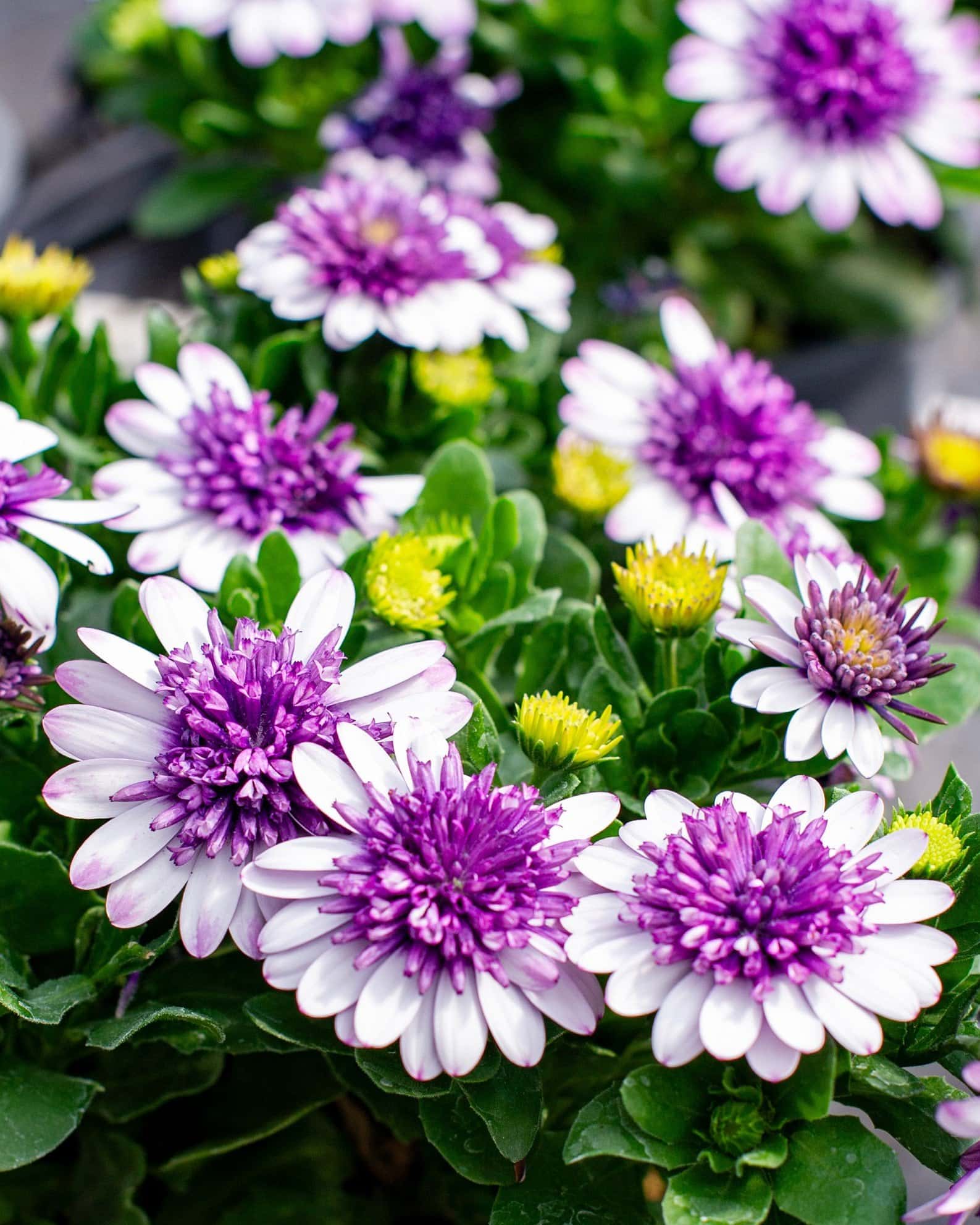 4D Violet Ice African Daisy - Image 3