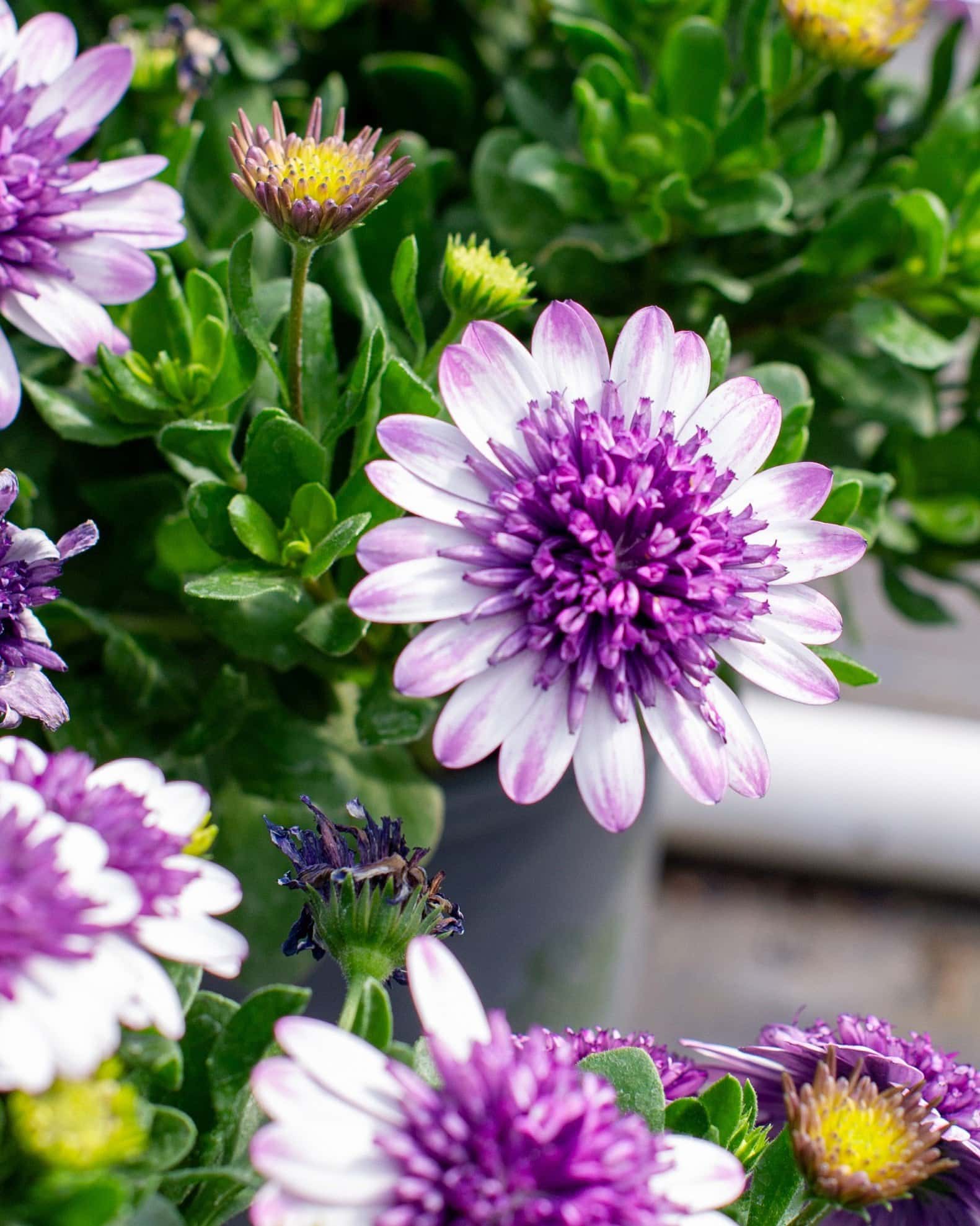 4D Violet Ice African Daisy - Image 5