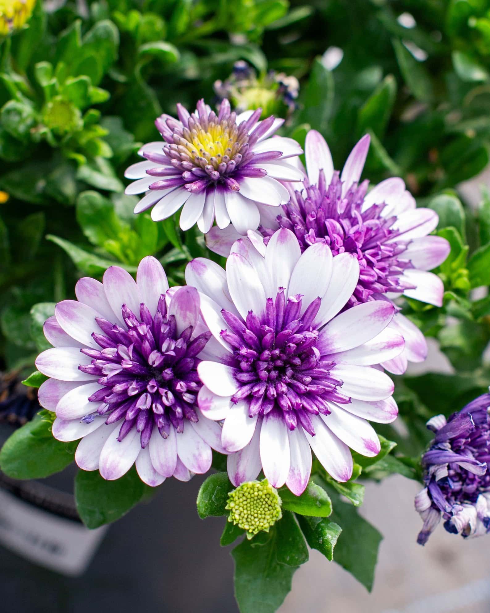 4D Violet Ice African Daisy - Image 6