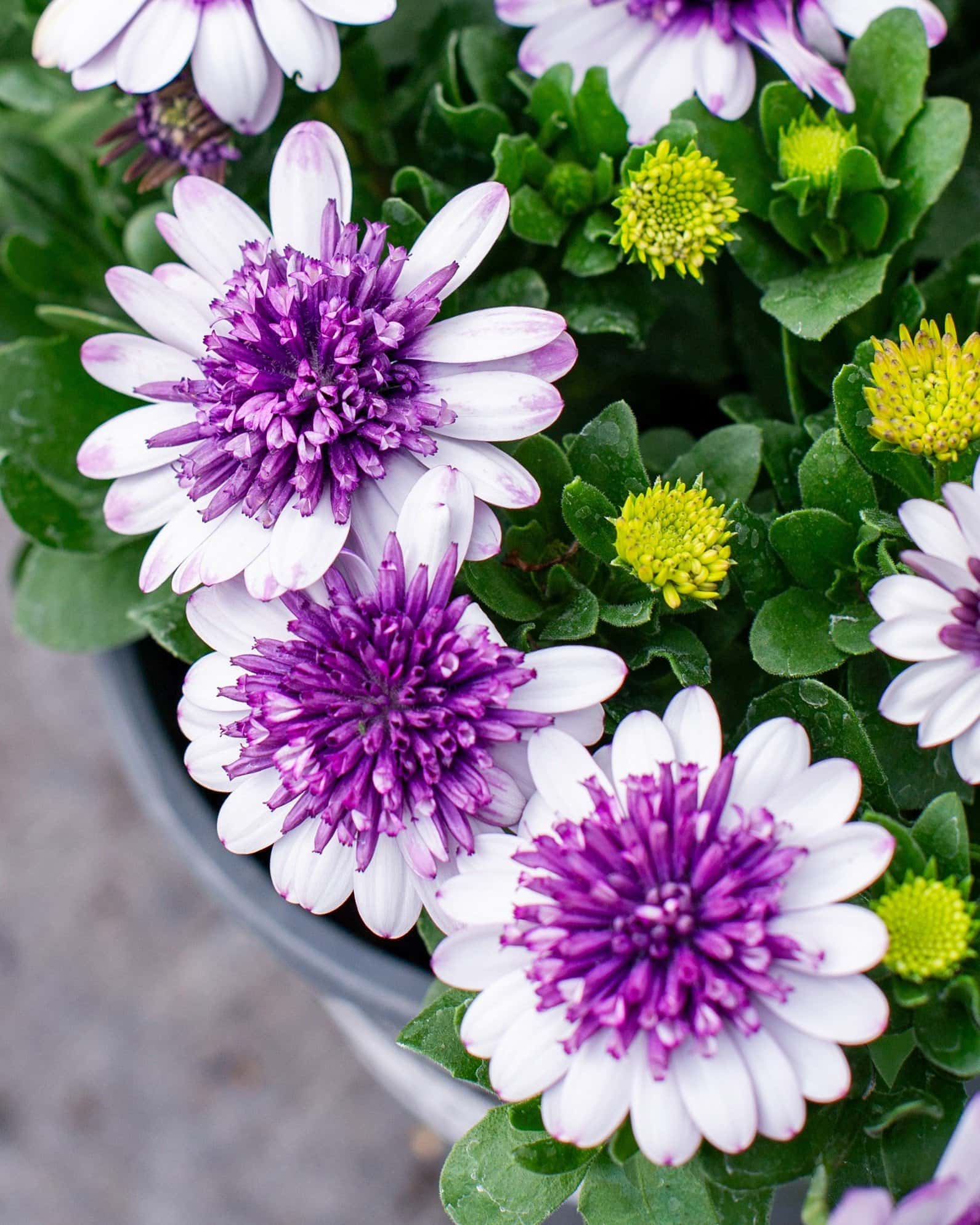 4D Violet Ice African Daisy - Image 7