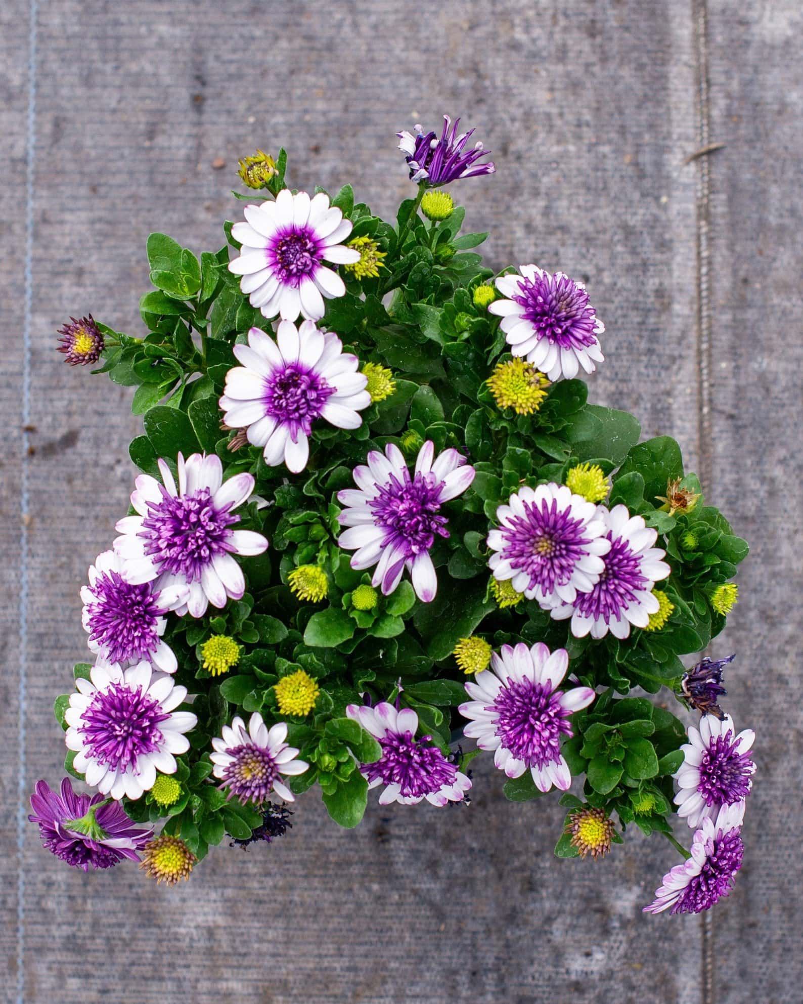 4D Violet Ice African Daisy - Image 1