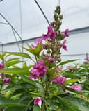El Nino Desert Orchid Chitalpa Tree Form thumbnail 1