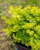 Goldilocks Creeping Jenny thumbnail 2