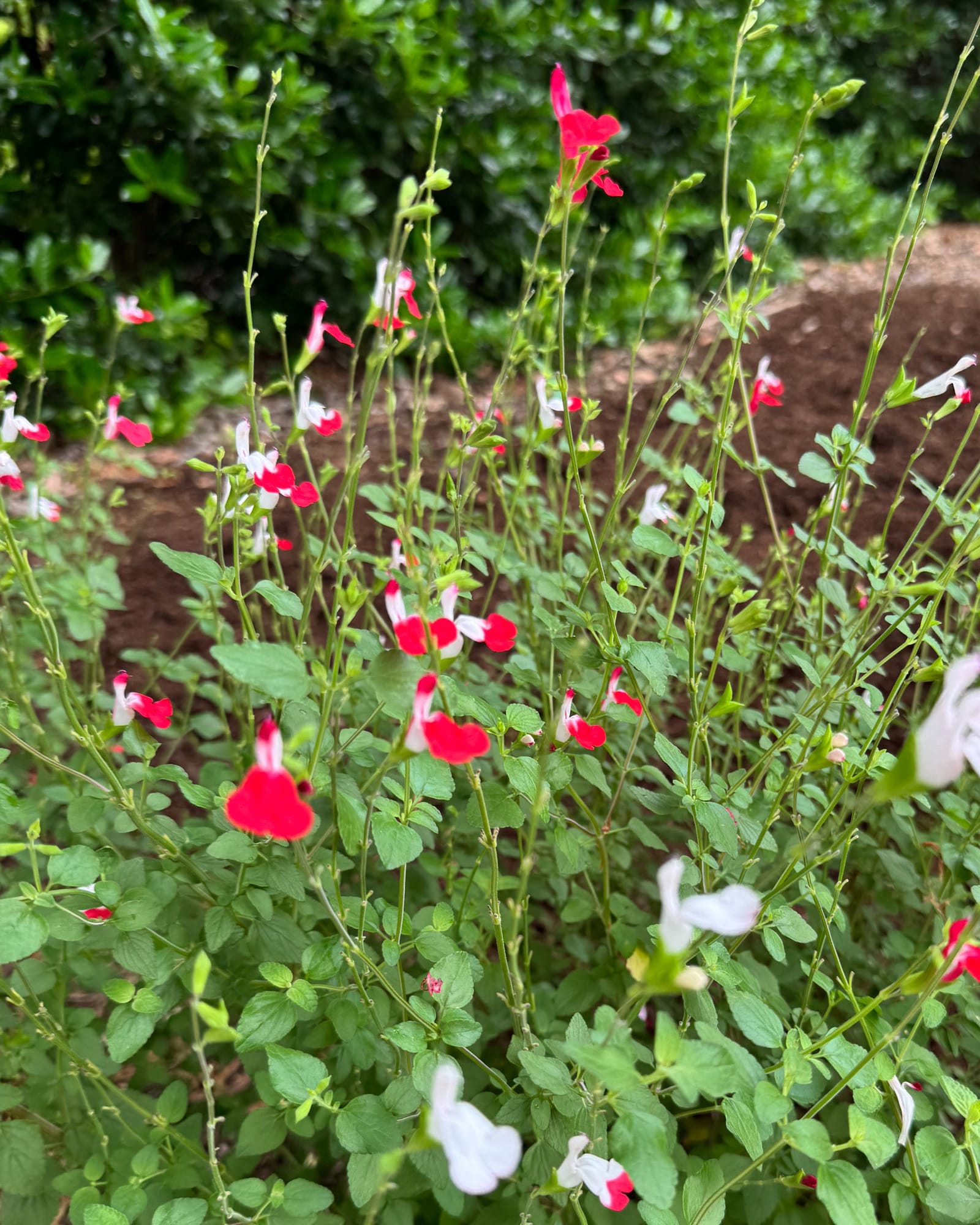 Hot Lips Salvia