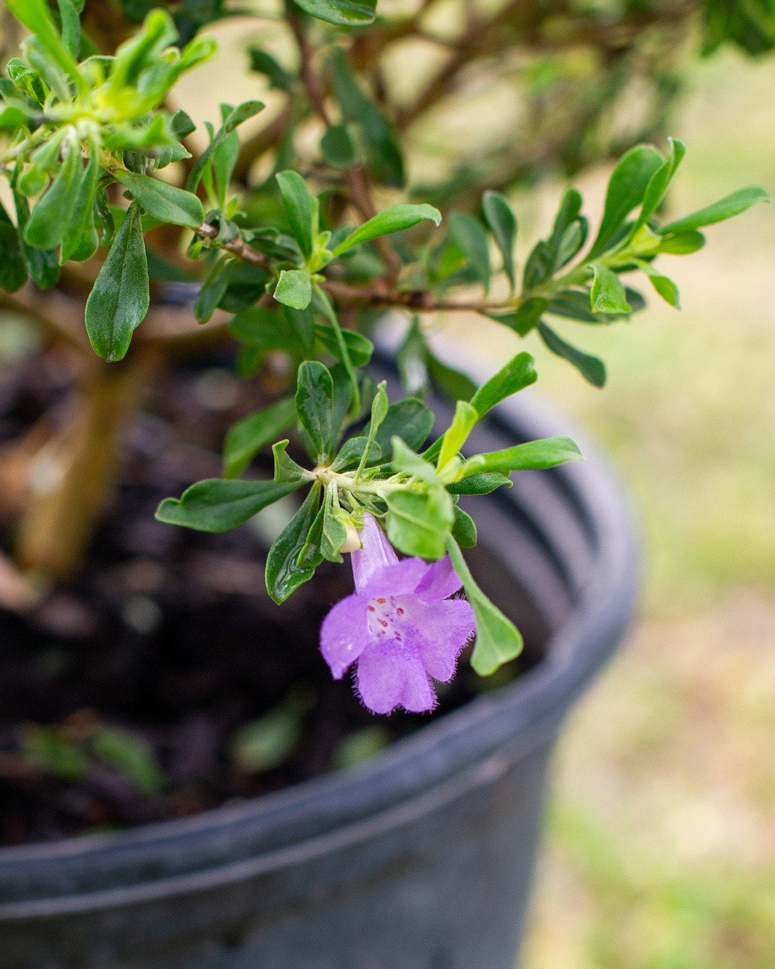 Purple Rain Texas Sage - view 2