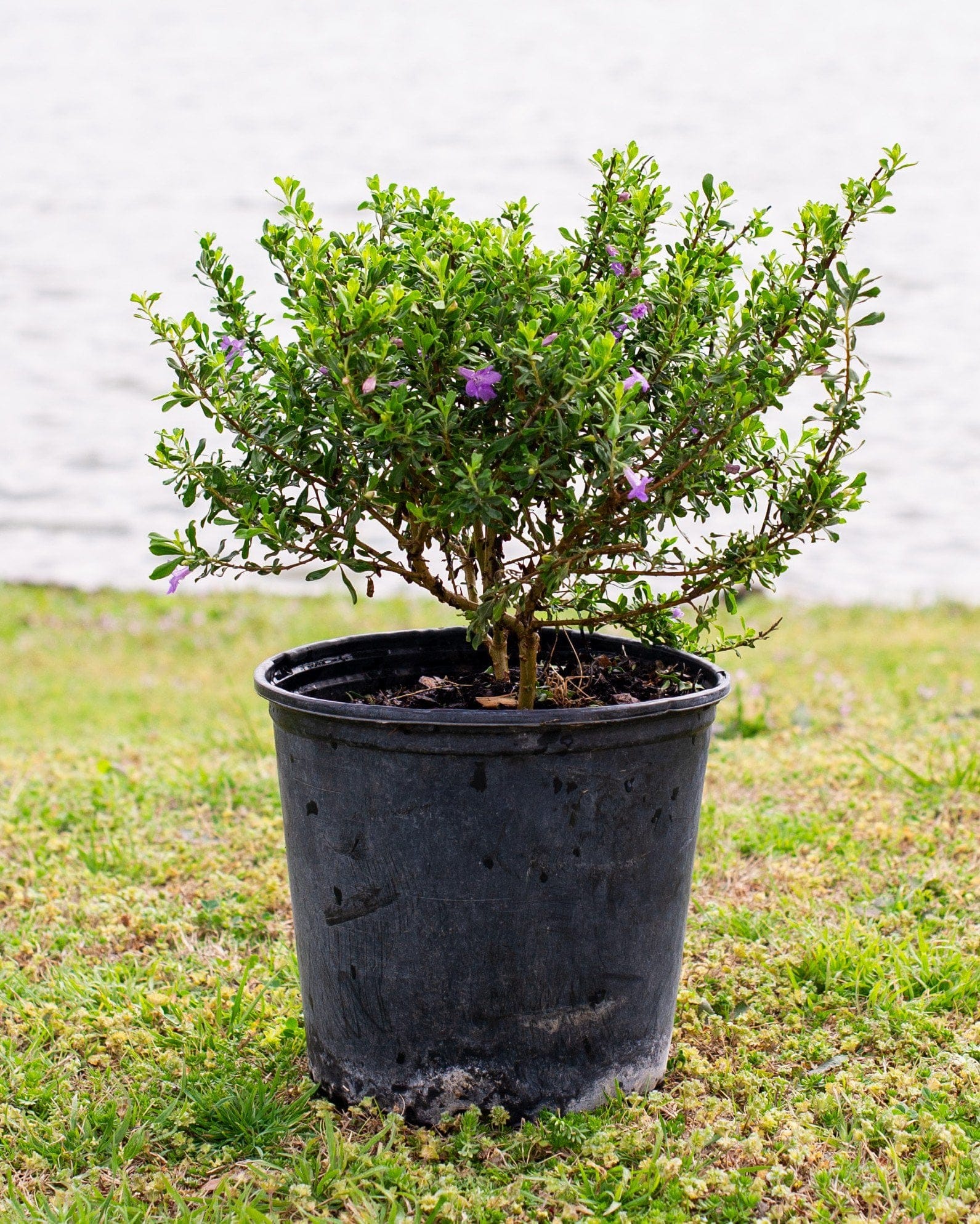 Purple Rain Texas Sage - view 3