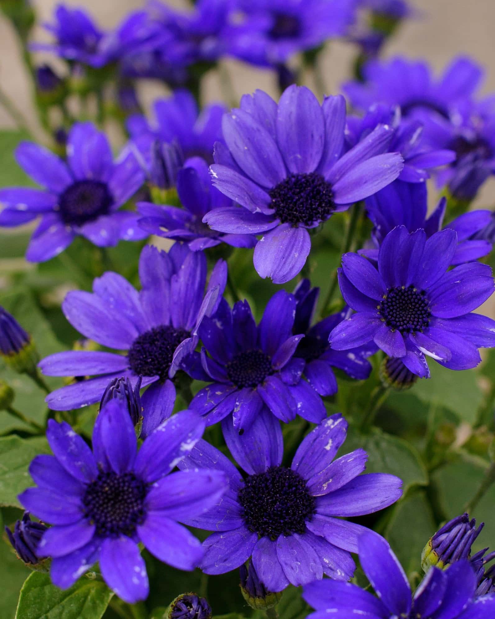 Senetti Super Blue Pericallis - Main Image