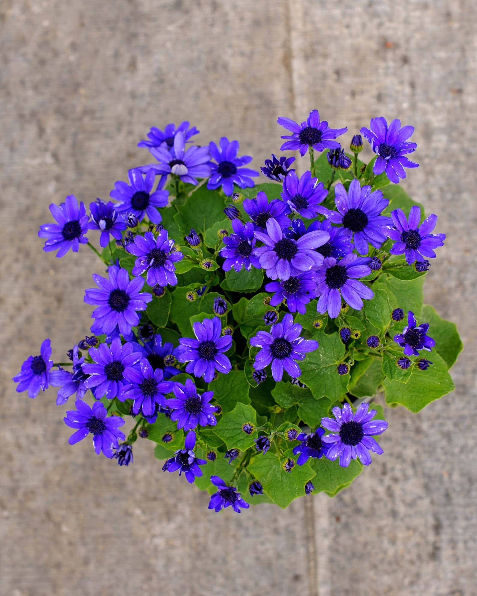 Senetti Super Blue Pericallis - Image 4
