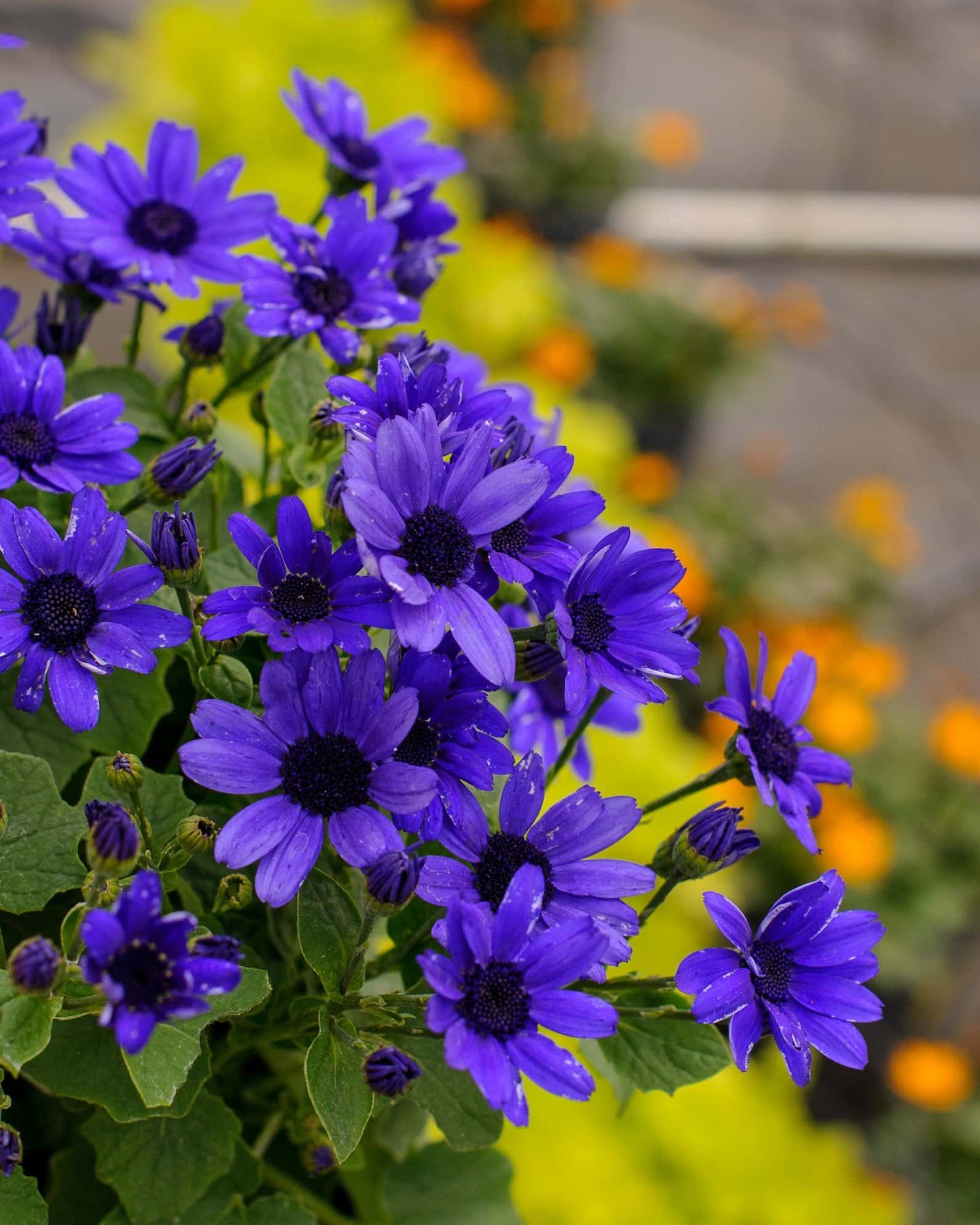 Senetti Super Blue Pericallis - Image 7