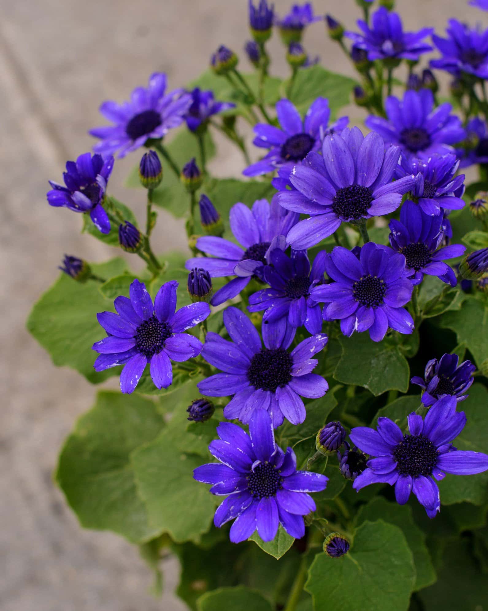 Senetti Super Blue Pericallis - Image 5