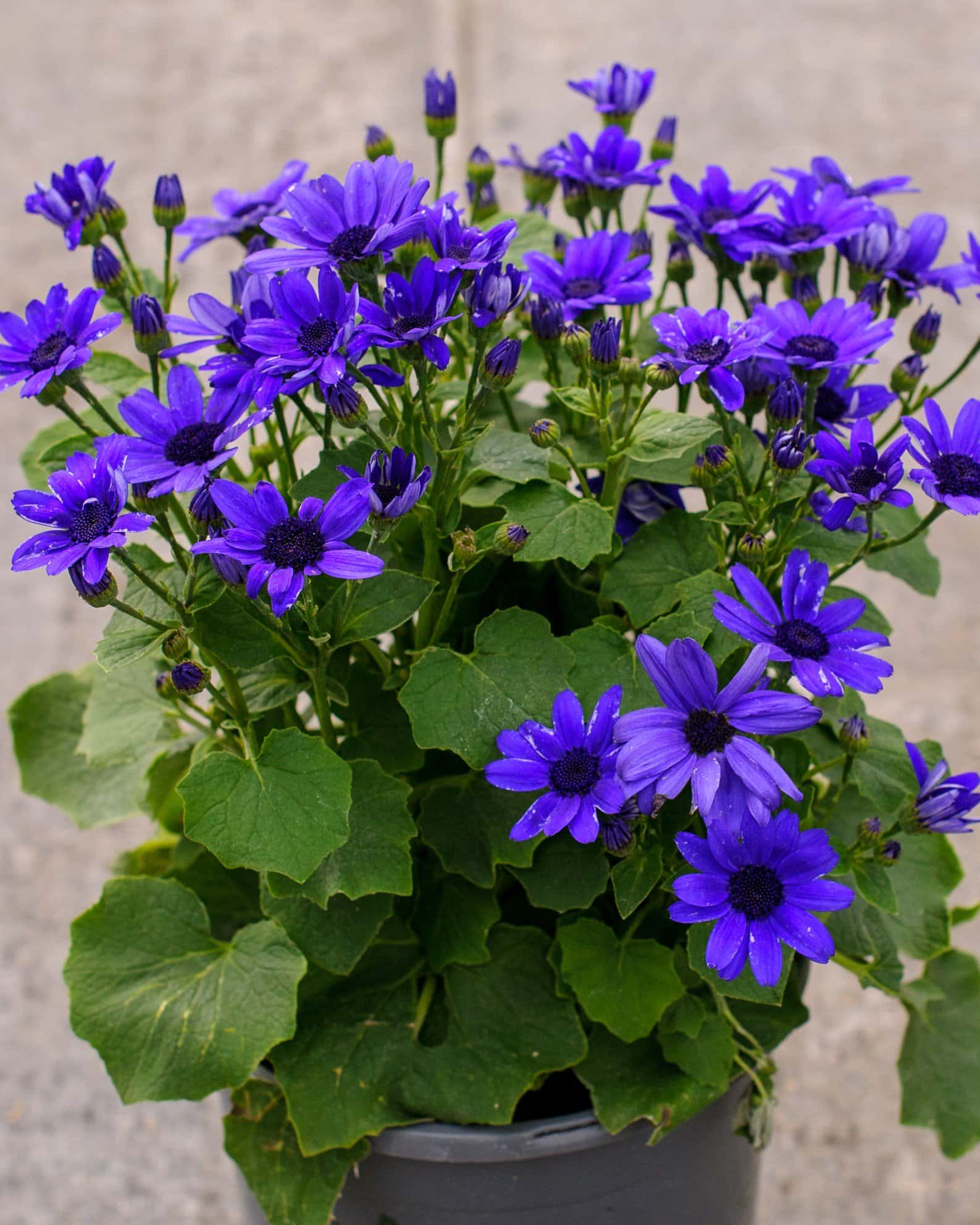 Senetti Super Blue Pericallis - Image 6