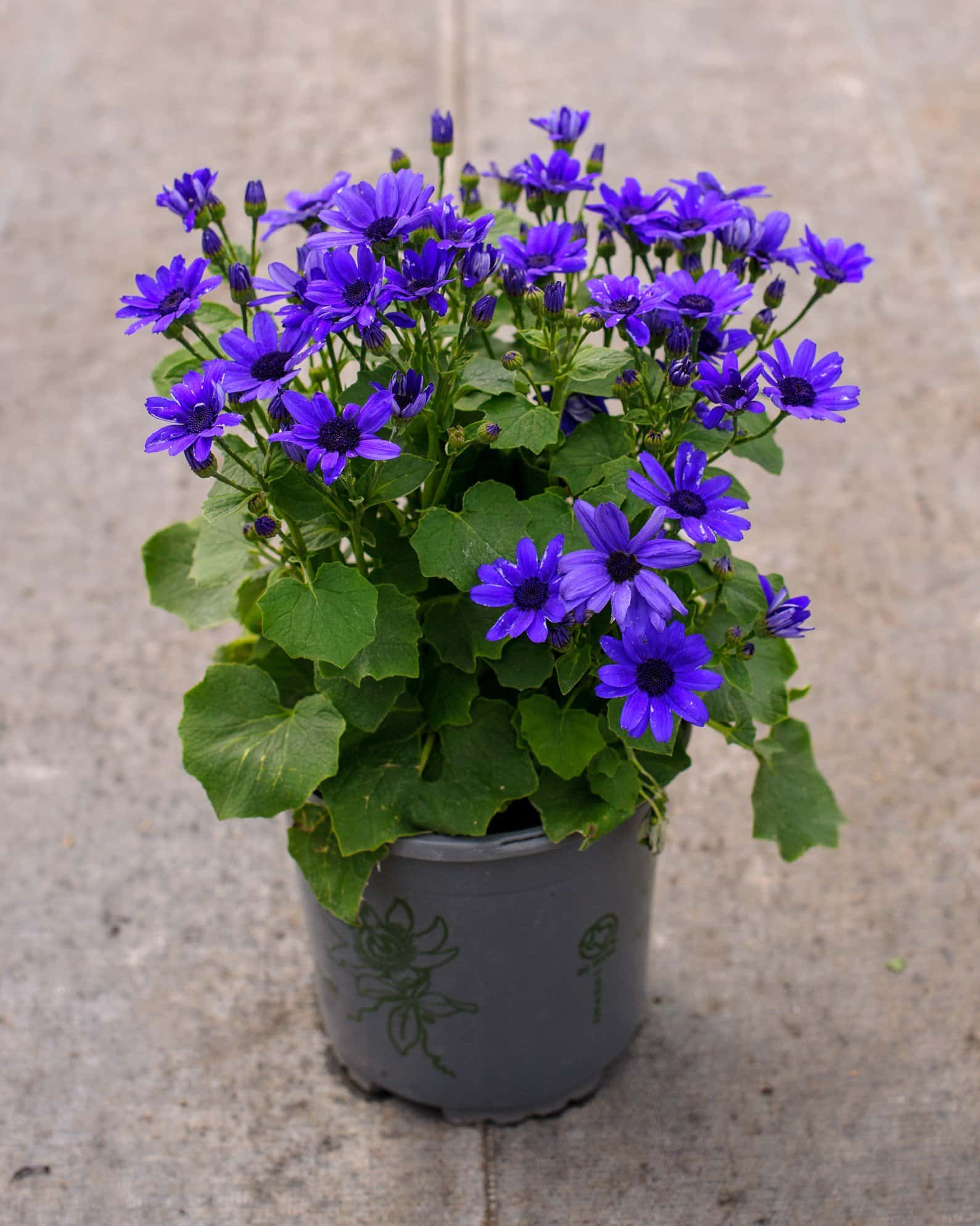 Senetti Super Blue Pericallis - Image 1