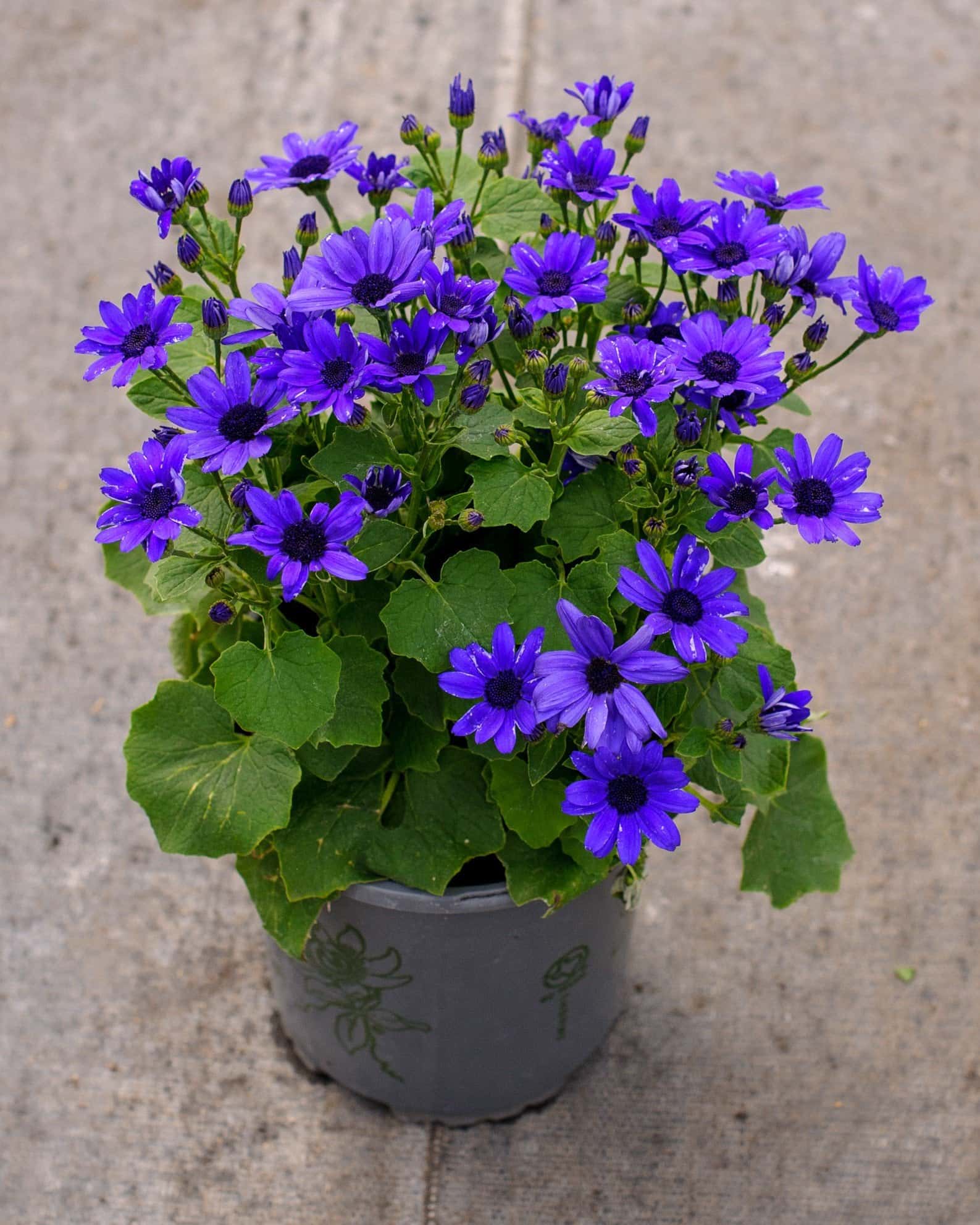 Senetti Super Blue Pericallis - Image 2