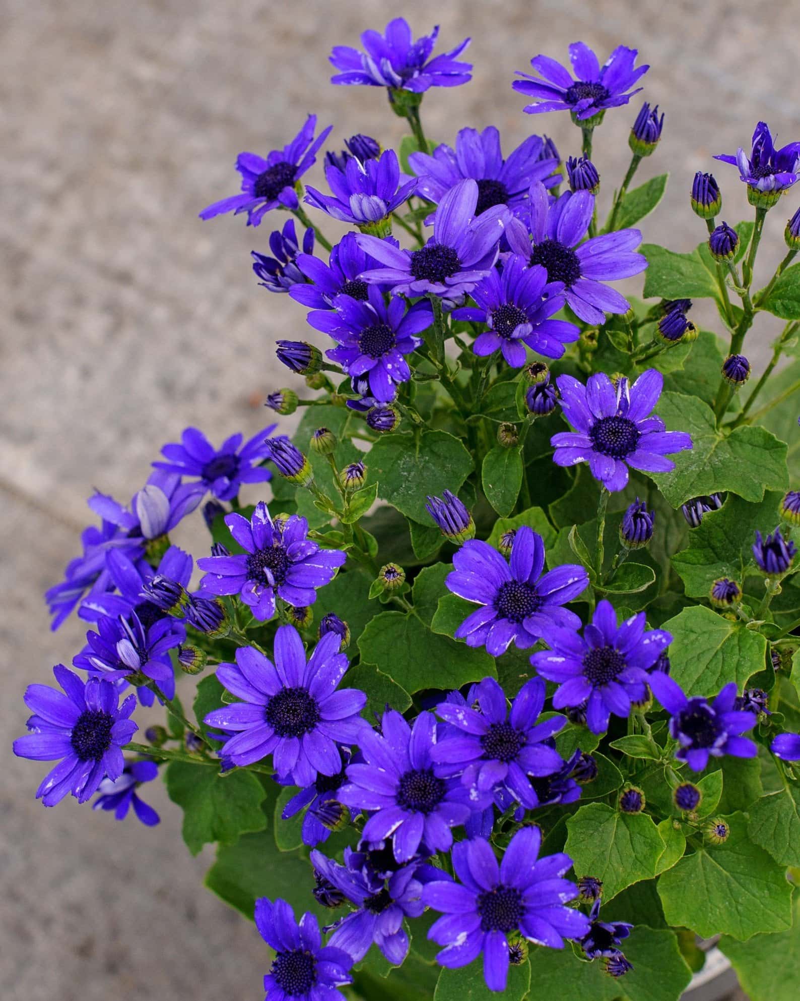 Senetti Super Blue Pericallis - Image 3