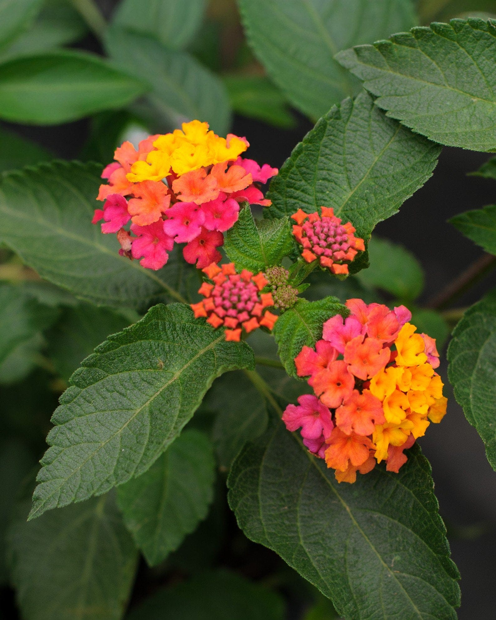 Confetti Lantana