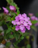 Super Purple Trailing Lantana thumbnail 1