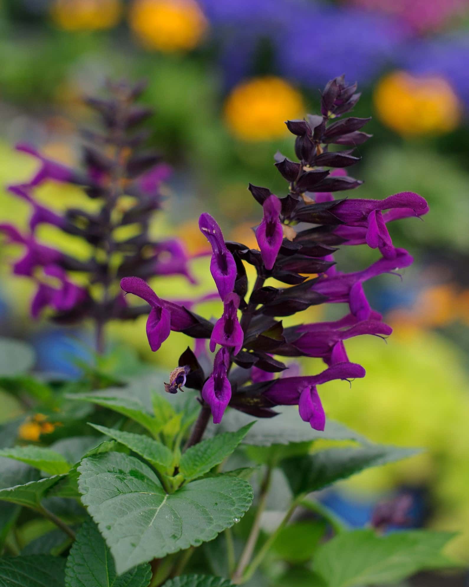 Rockin' Deep Purple Salvia - Image 6