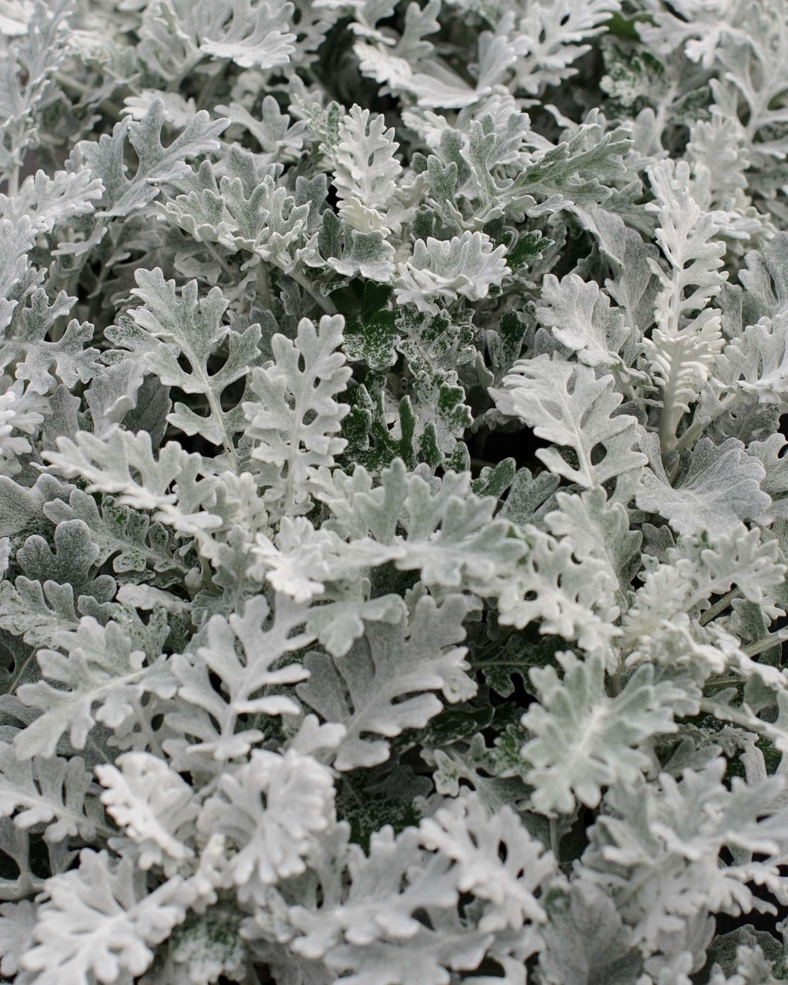 Silver Dust Dusty Miller - Main Image