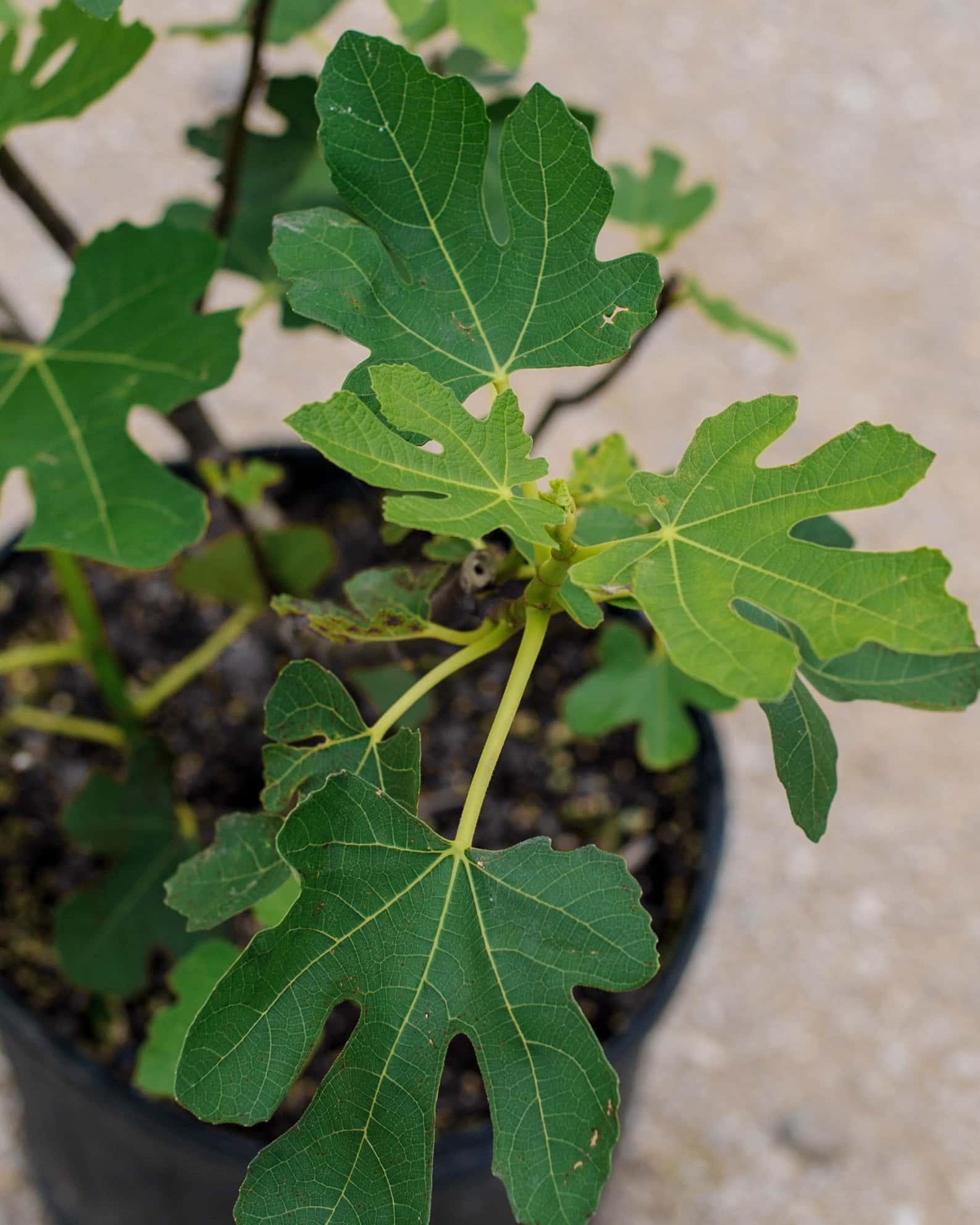 Brown Turkey Fig - Main Image