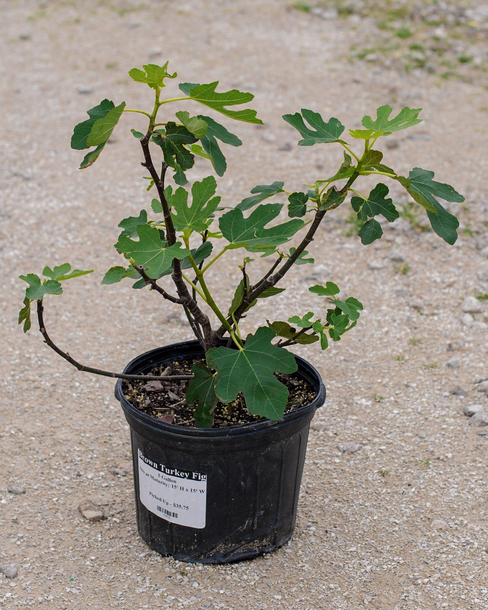 Brown Turkey Fig - view 2