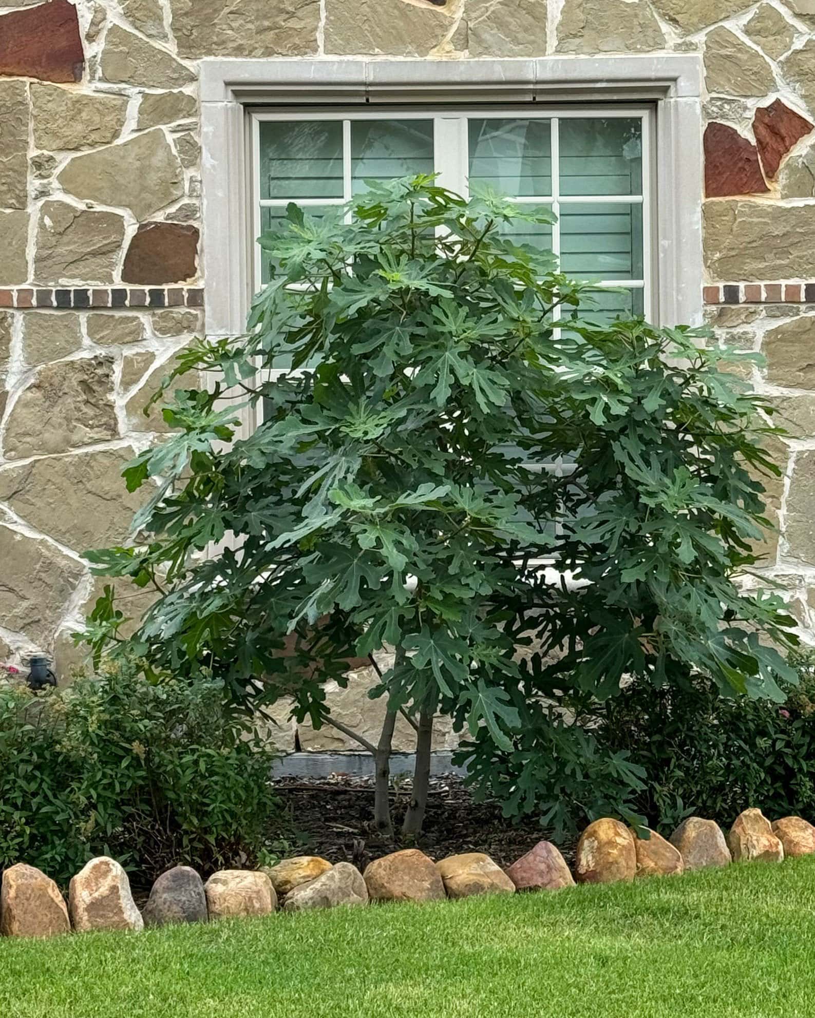 Brown Turkey Fig - Image 2